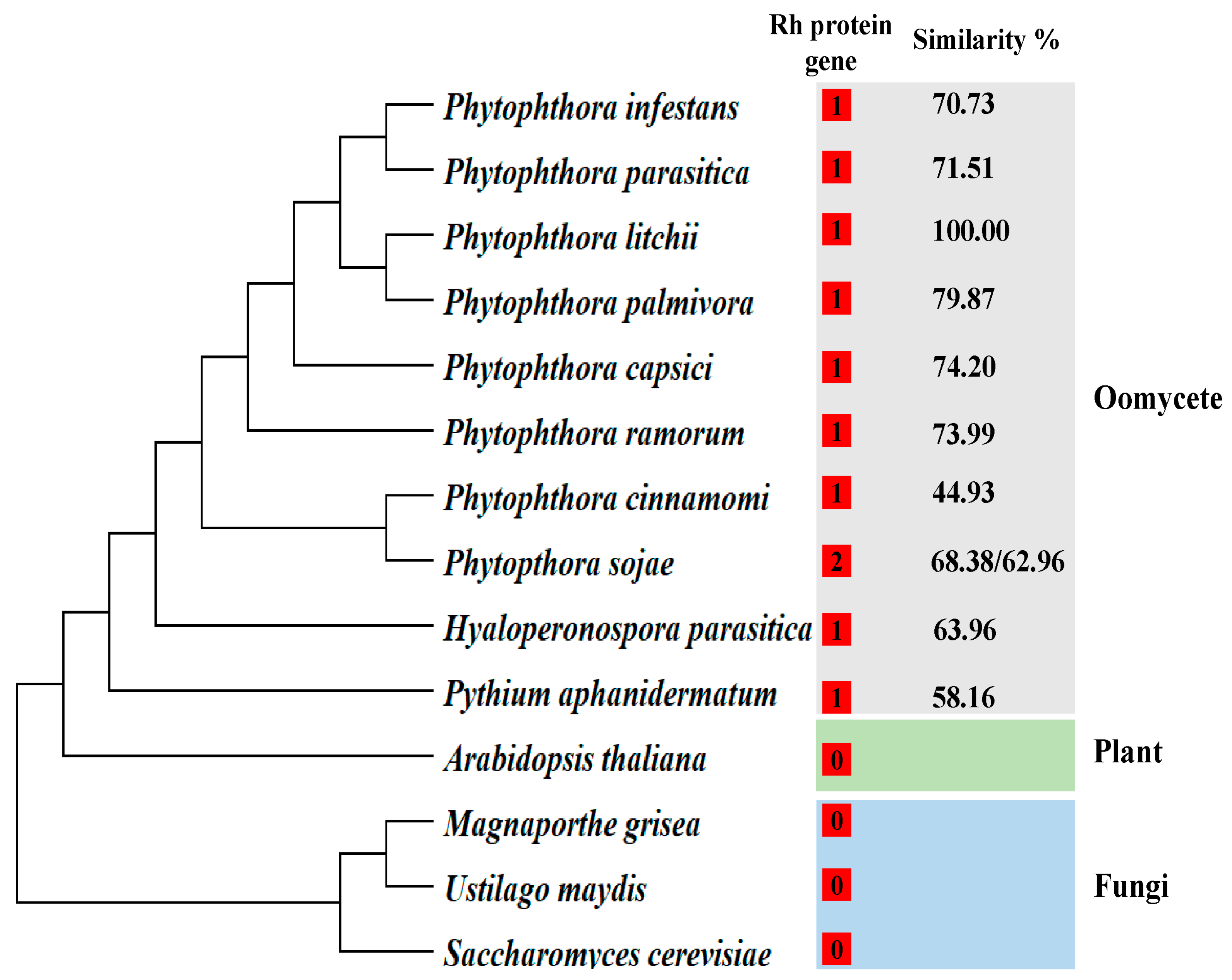 Plants 13 00555 g001