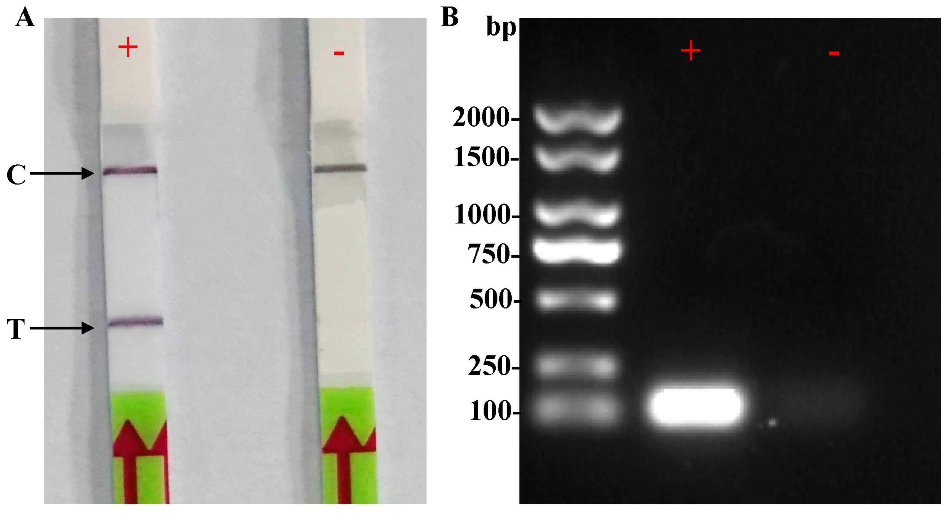 Plants 13 00555 g003