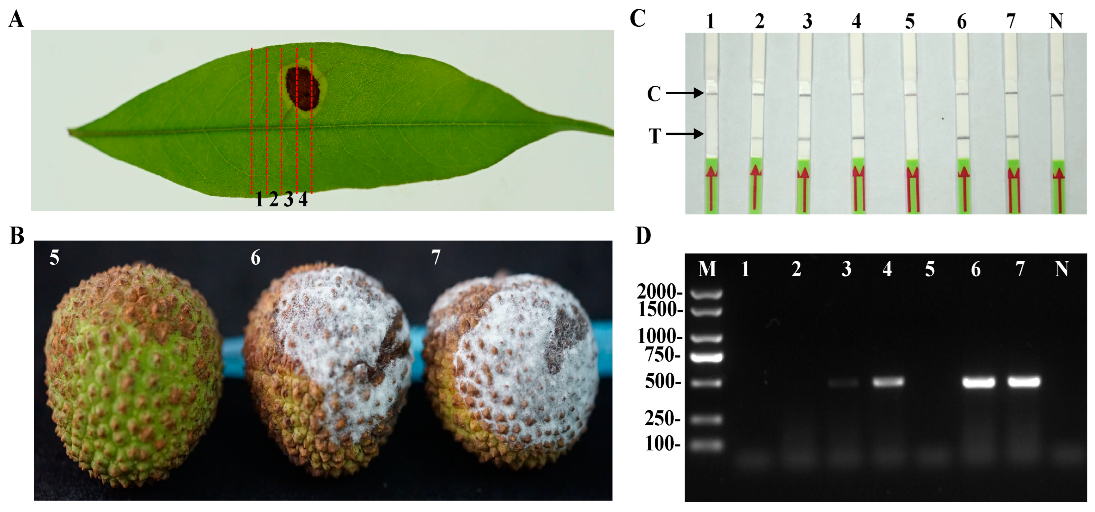 Plants 13 00555 g007