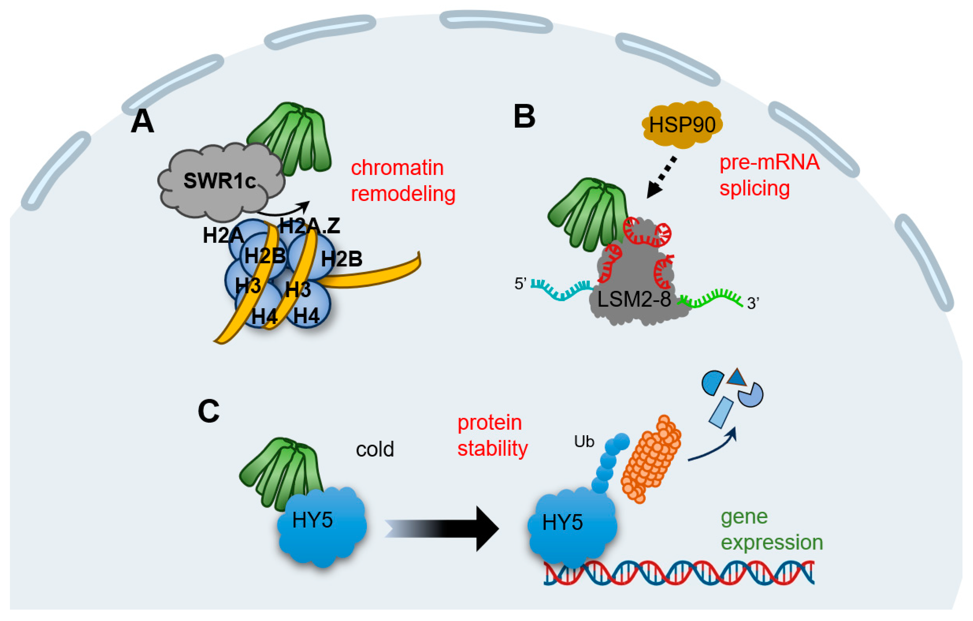 Plants 13 00556 g002