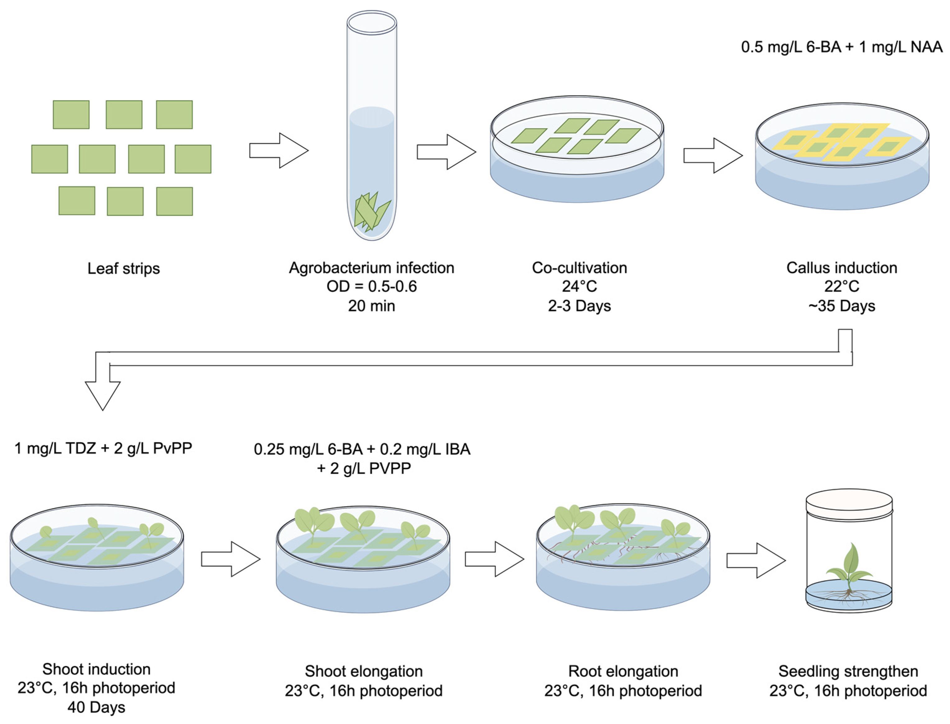 Plants 13 00563 g002
