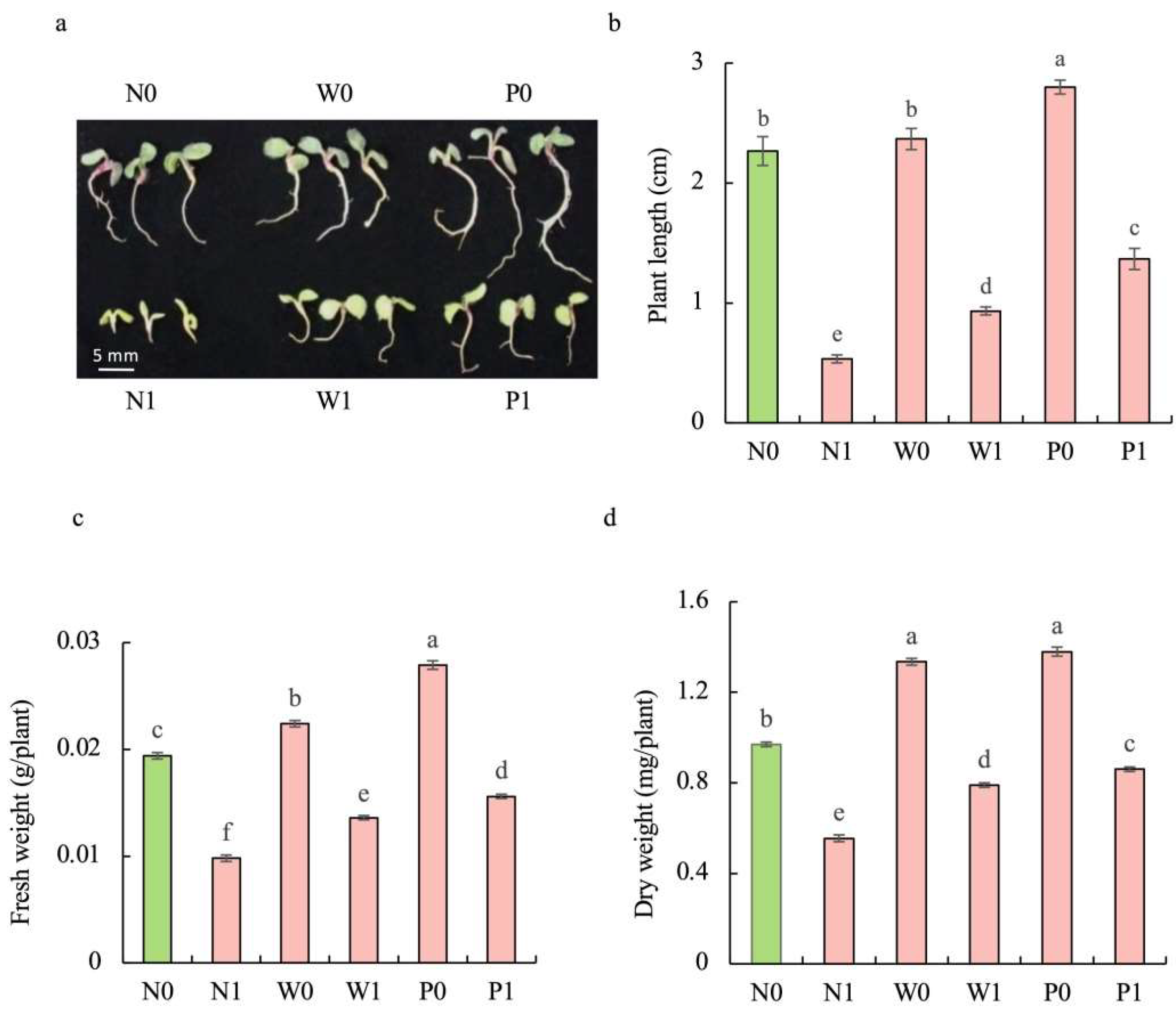 Plants 13 00565 g002