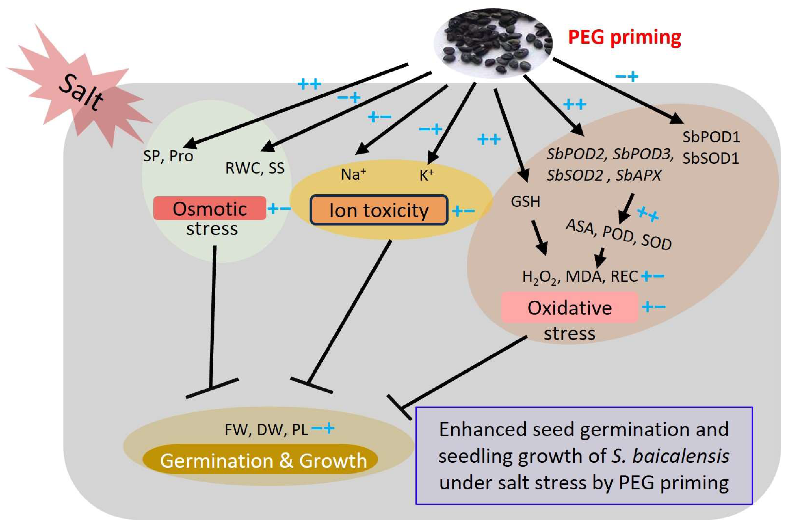 Plants 13 00565 g008