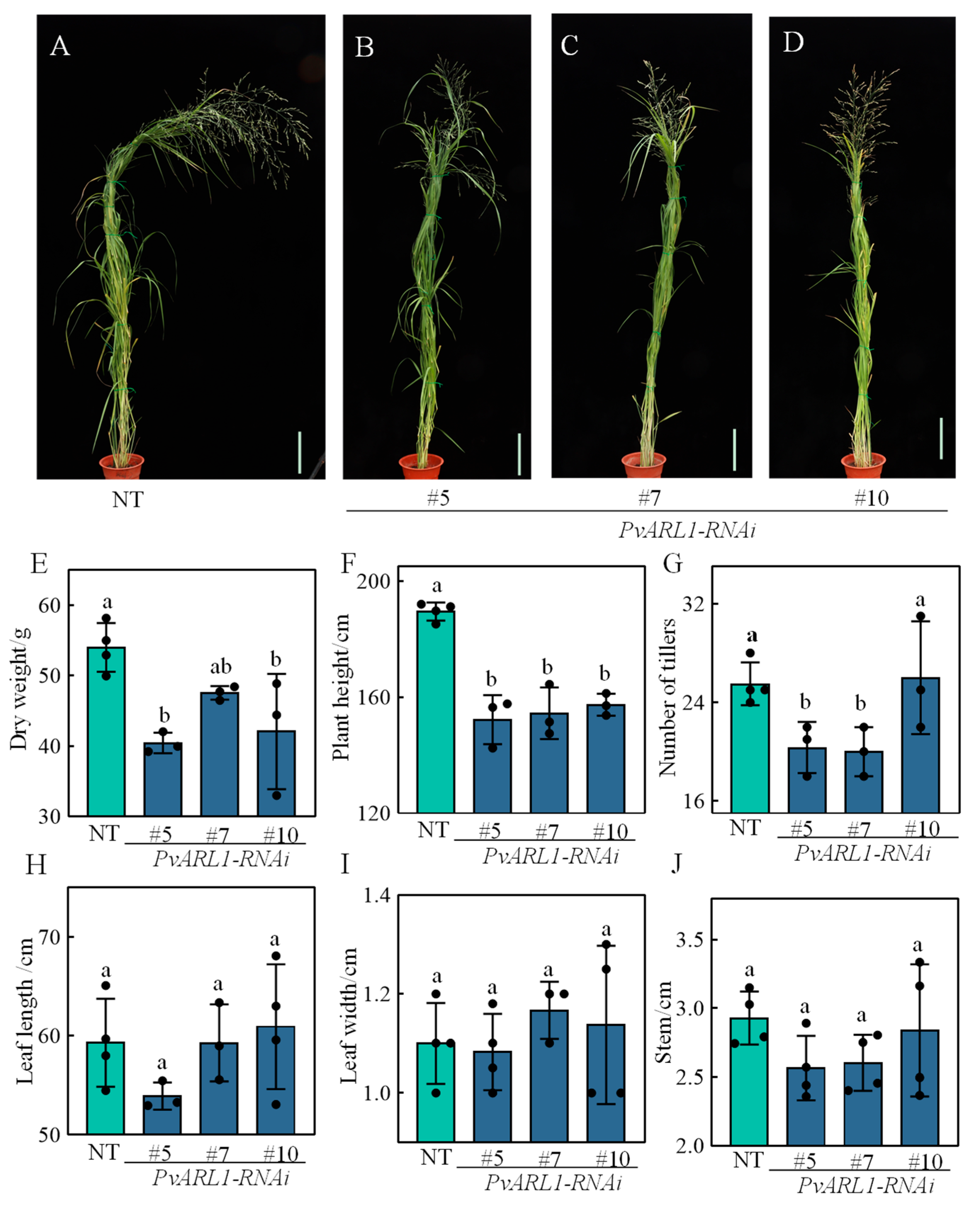 Plants 13 00566 g003