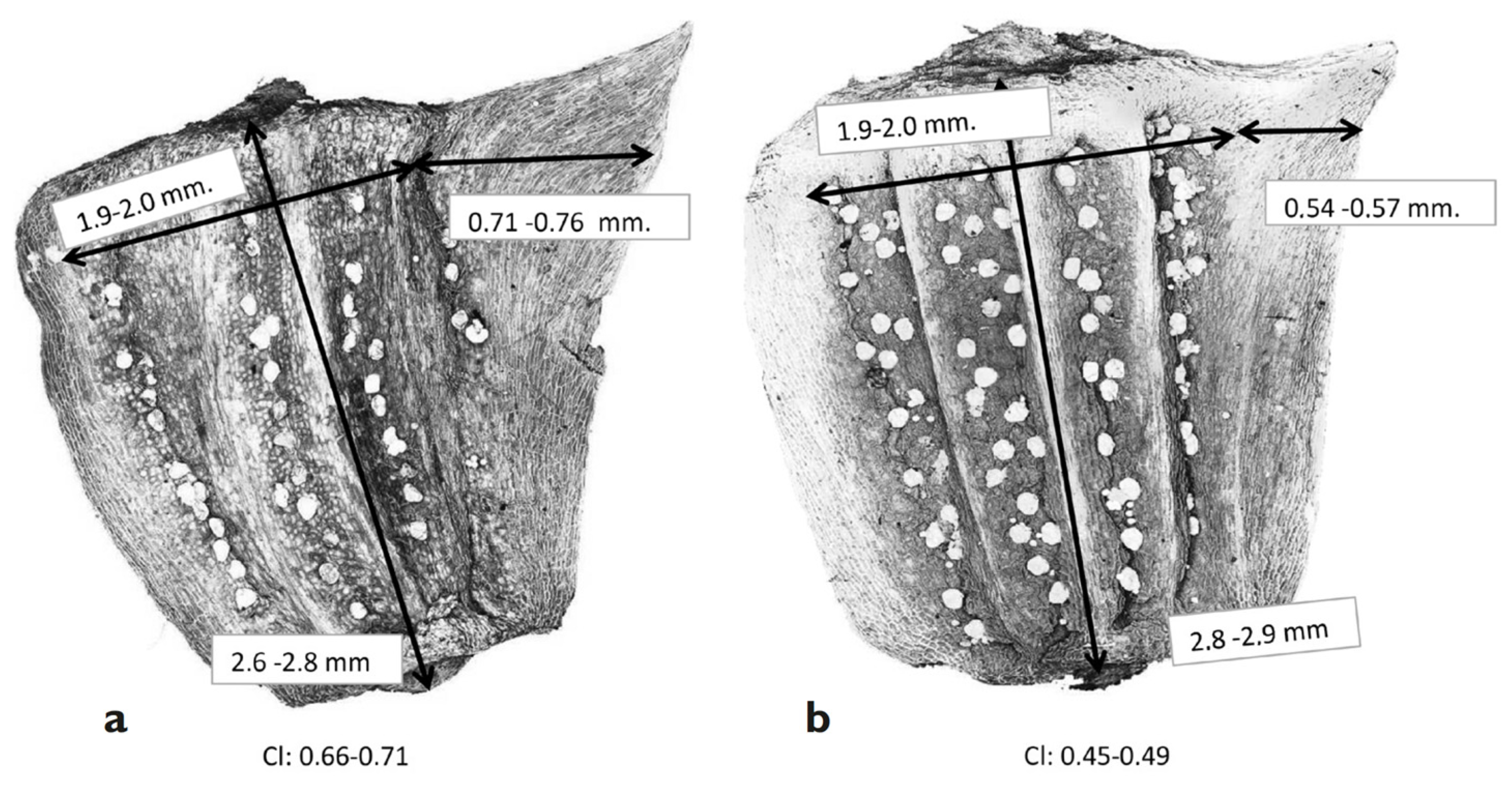 Plants 13 00568 g006