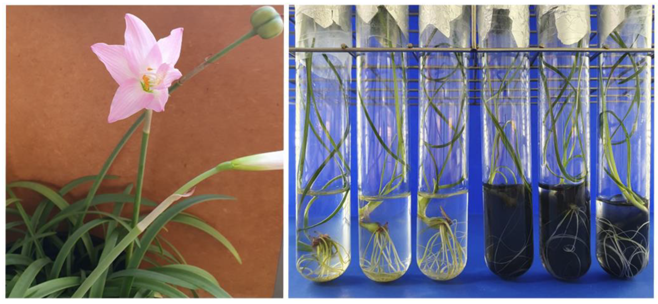 Plants 13 00569 g001 Plants 13 00569 g001