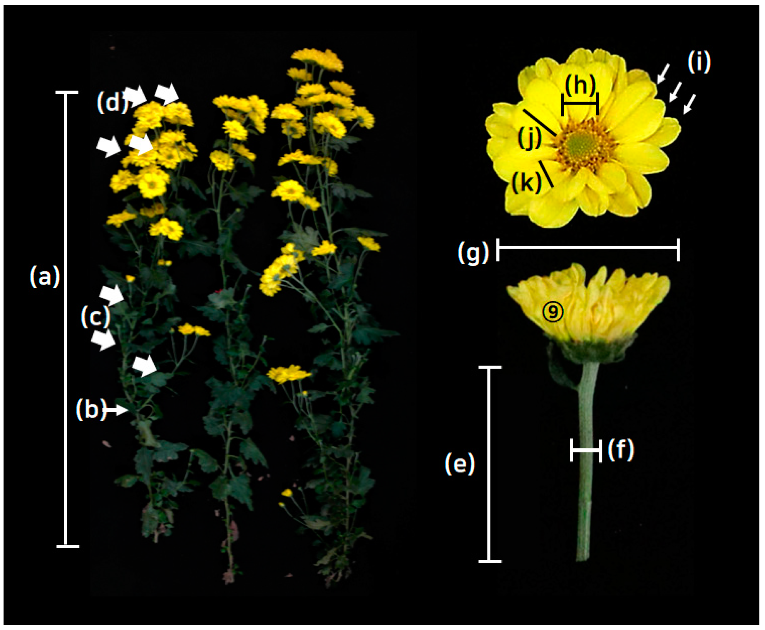 Plants 13 00577 g001