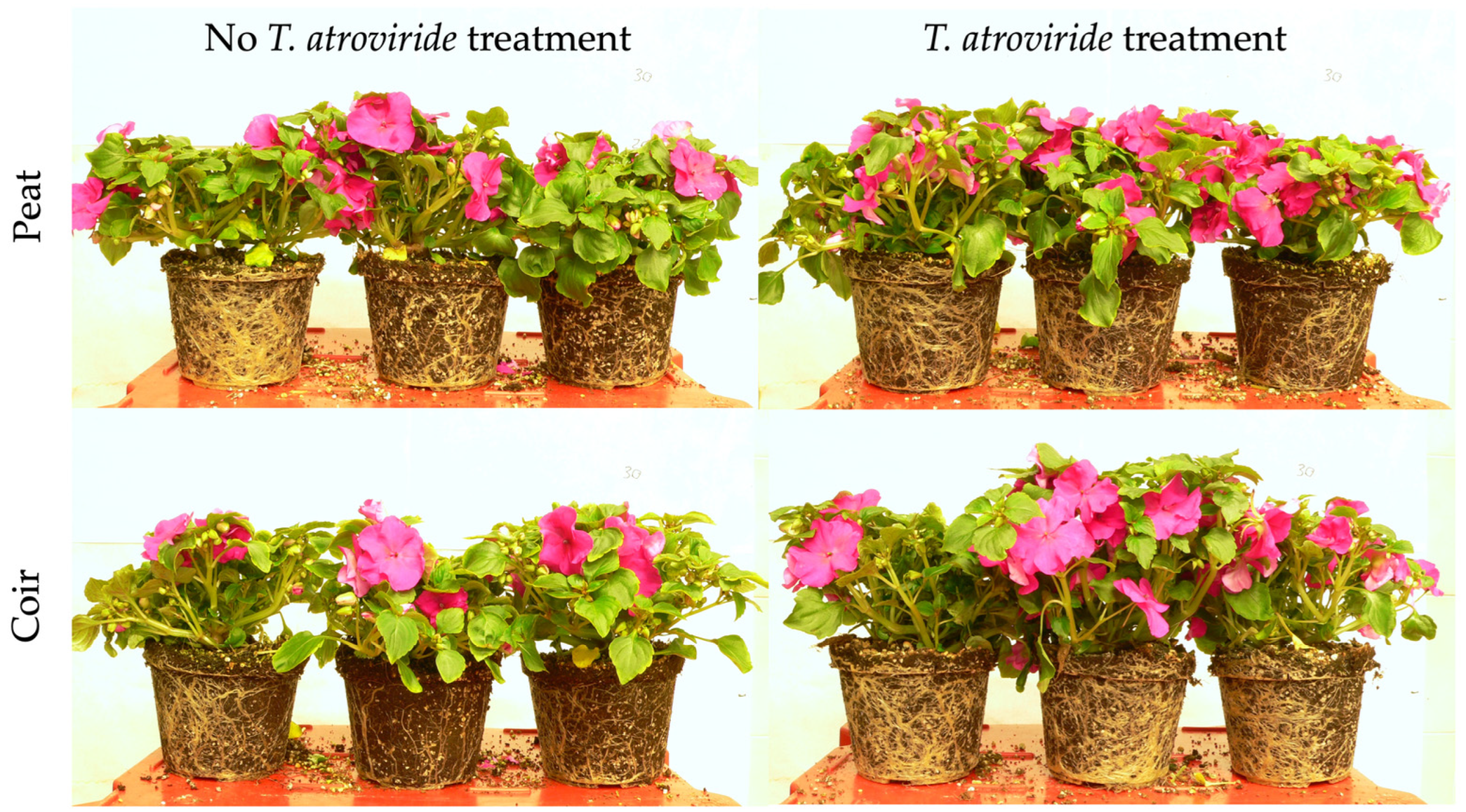 Plants 13 00583 g002