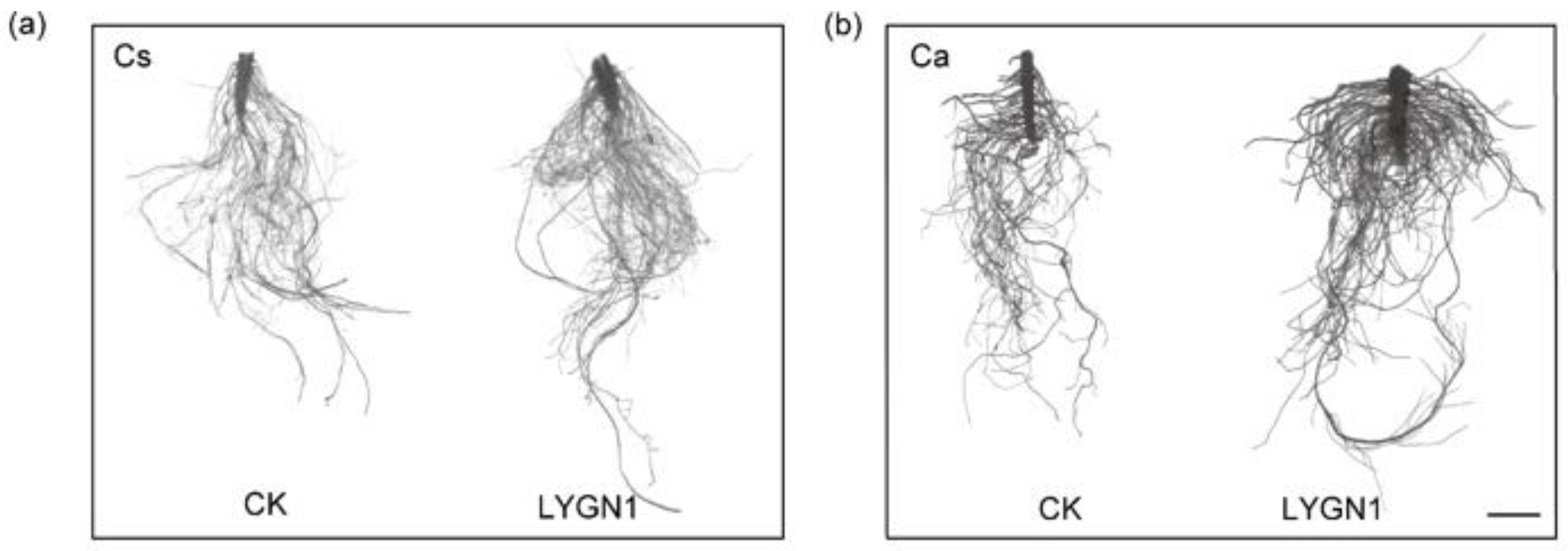 Plants 13 00592 g003a