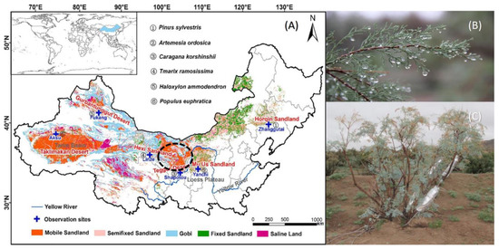 Plants 13 00594 g001
