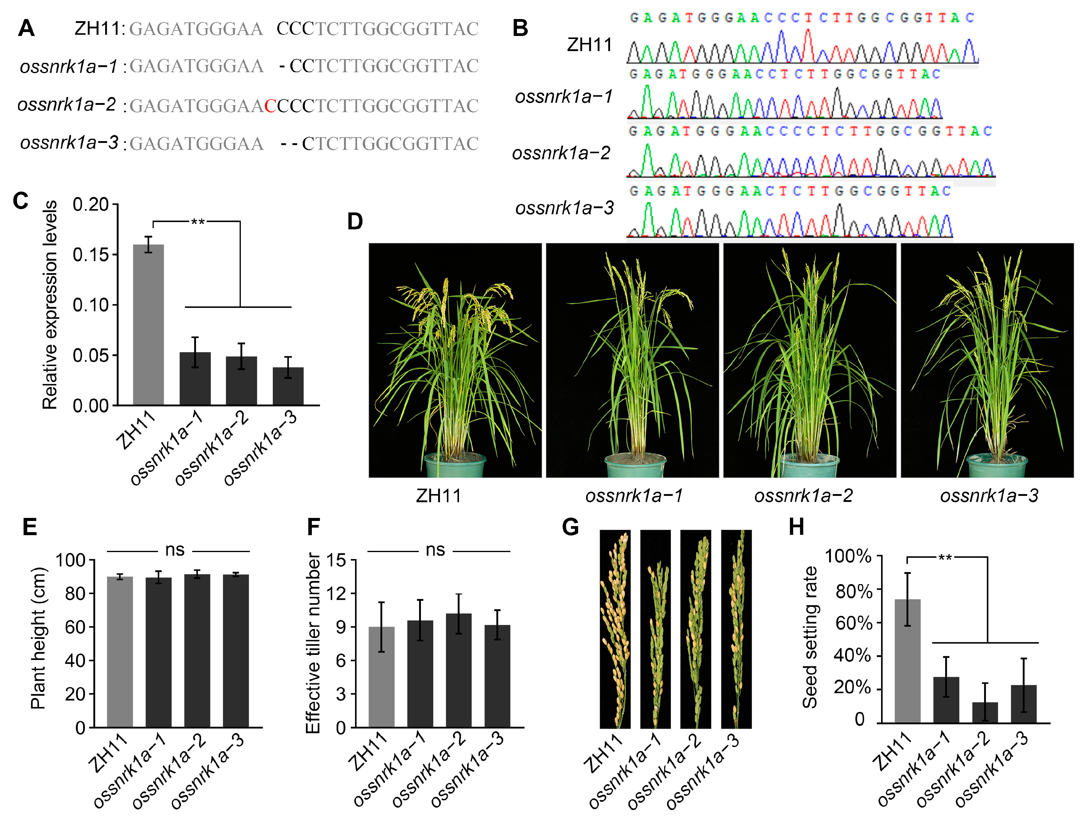 Plants 13 00596 g001