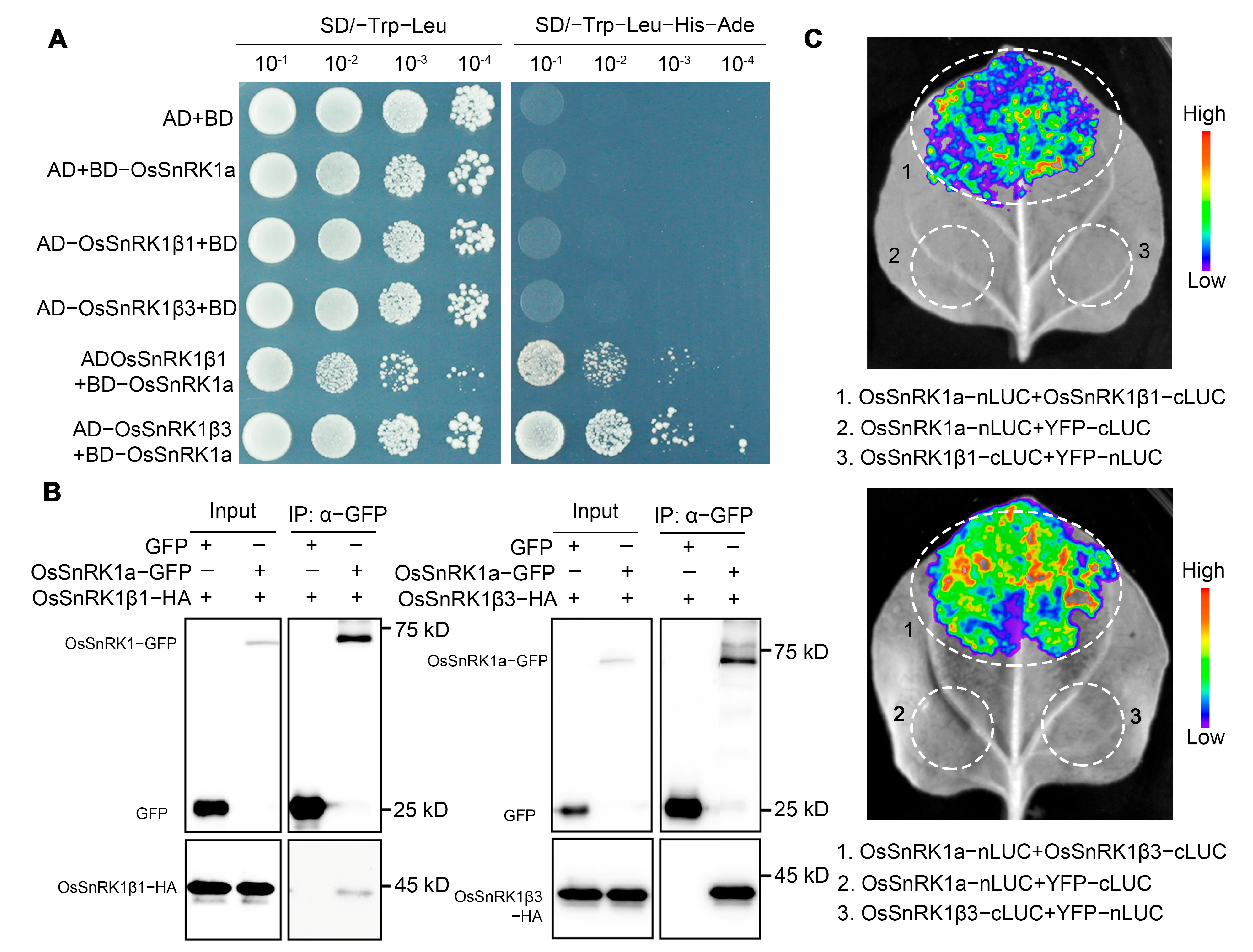Plants 13 00596 g005