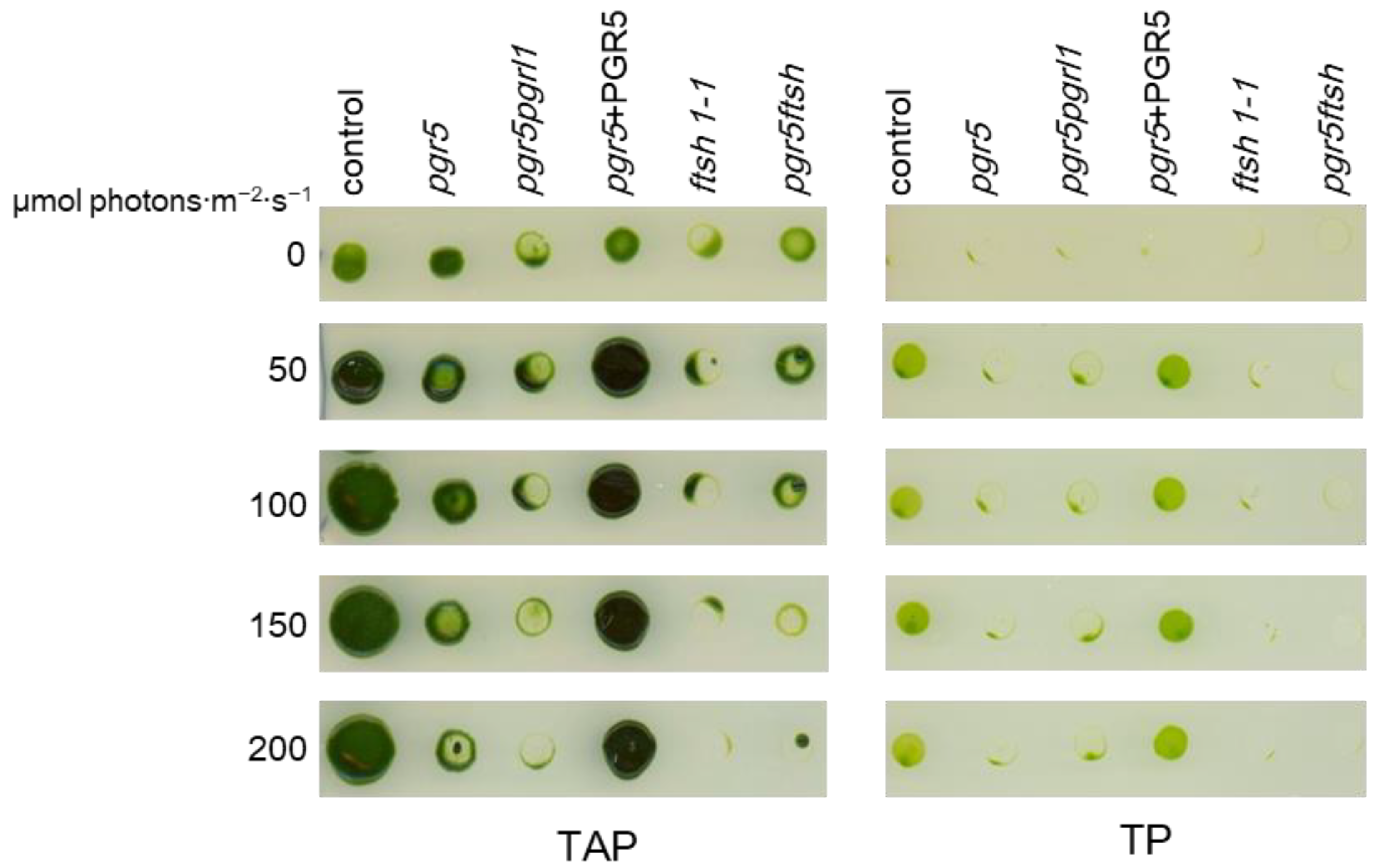 Plants 13 00606 g001 Plants 13 00606 g001