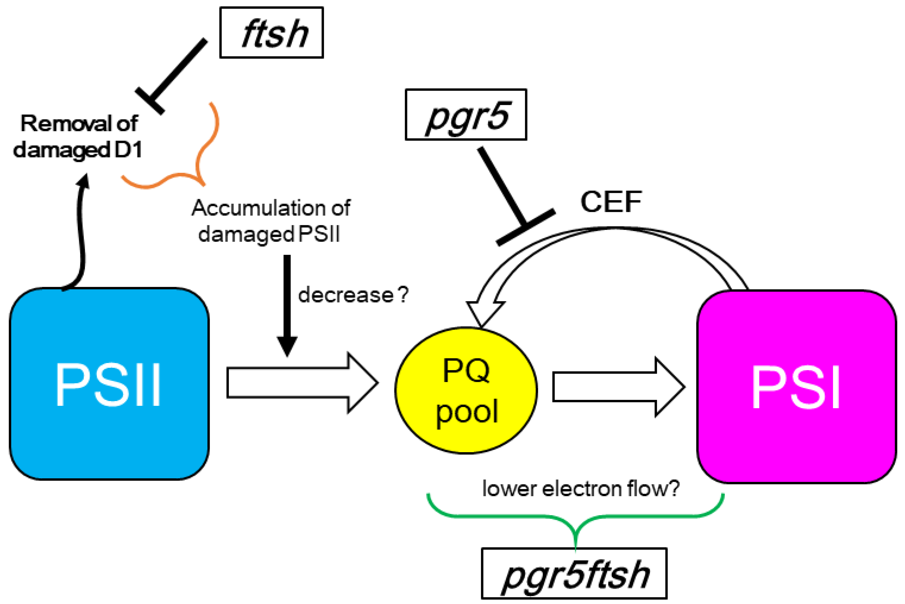 Plants 13 00606 g005 Plants 13 00606 g005