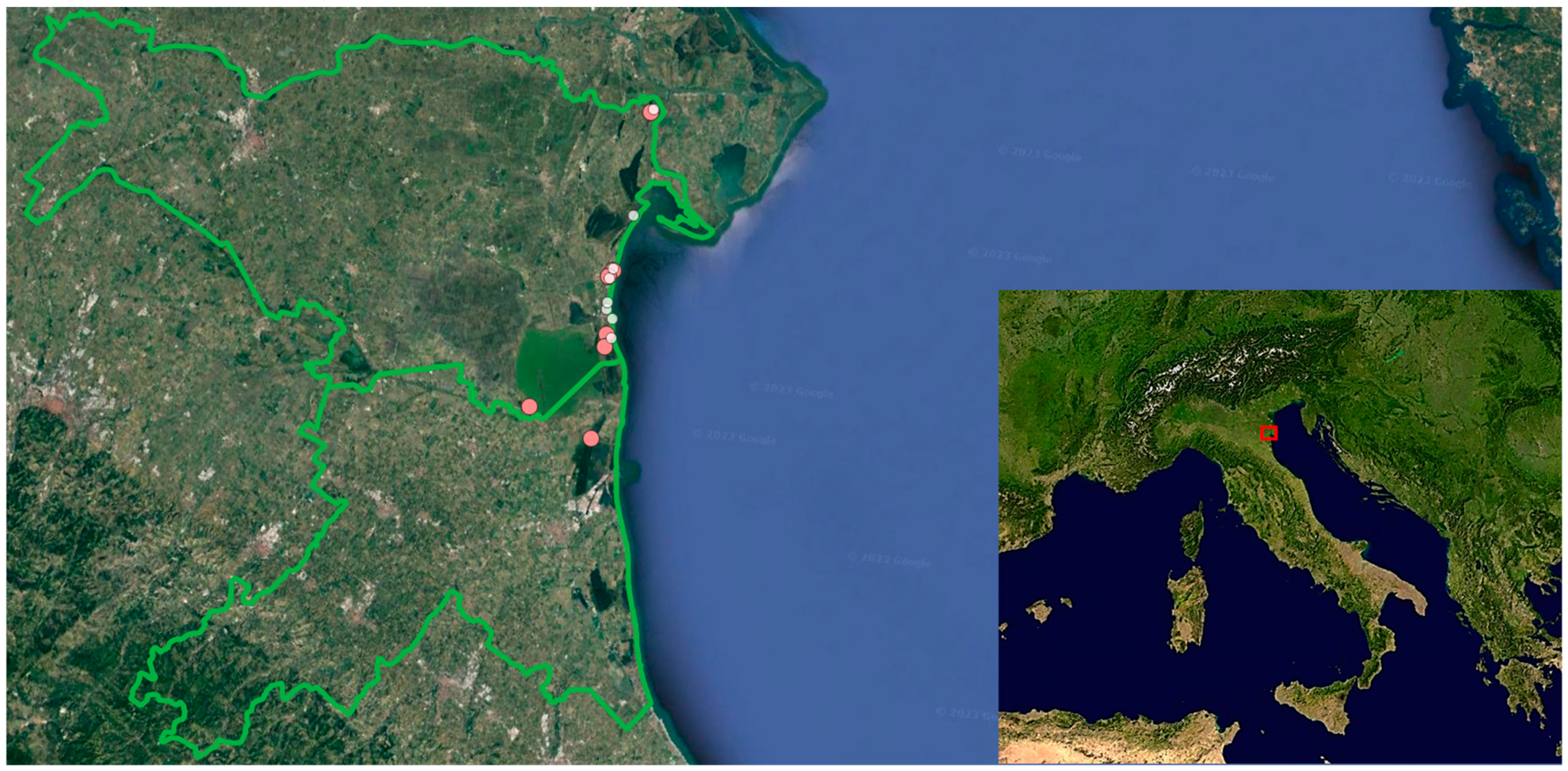 Plants 13 00610 g004