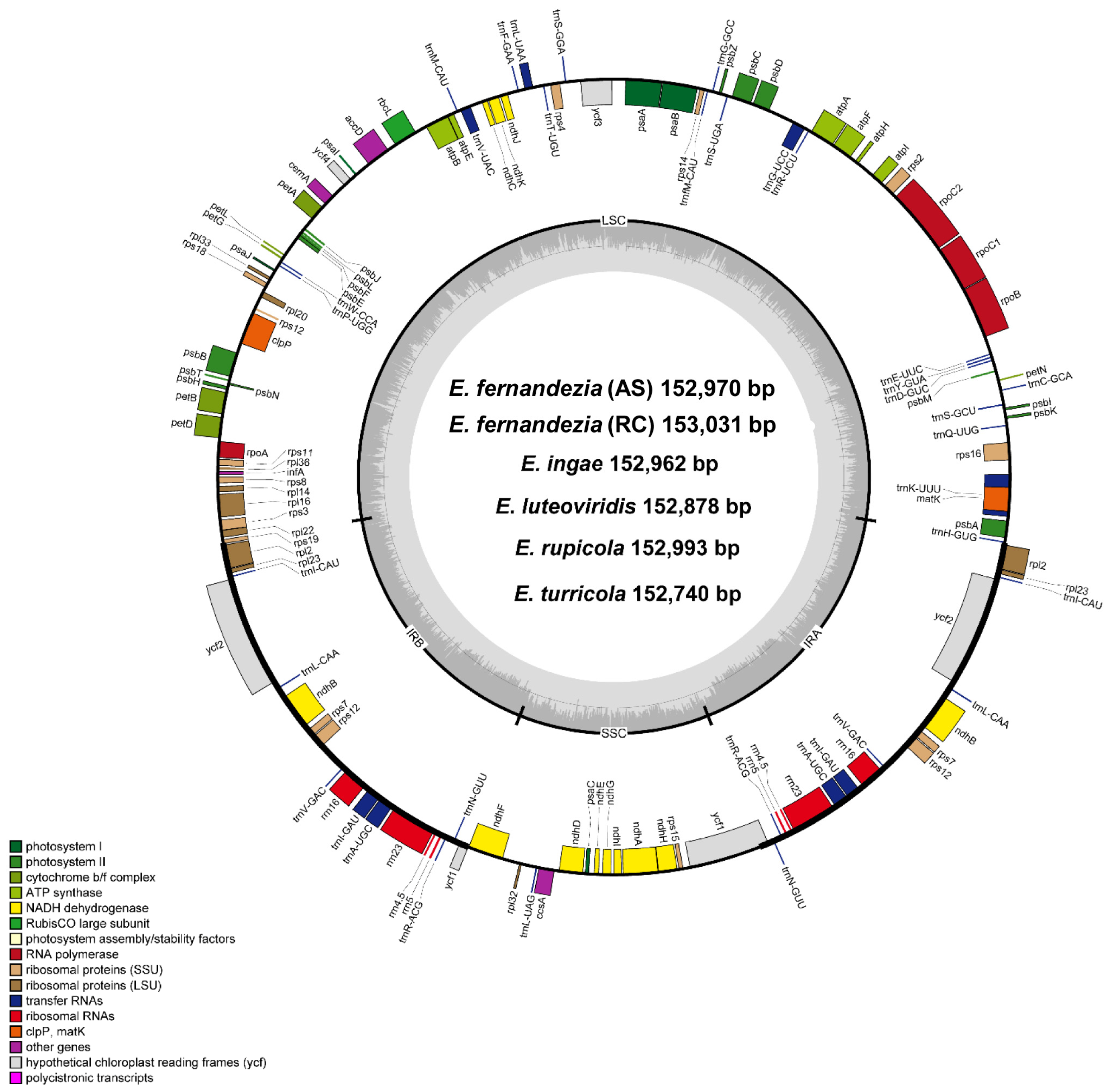 Plants 13 00612 g001