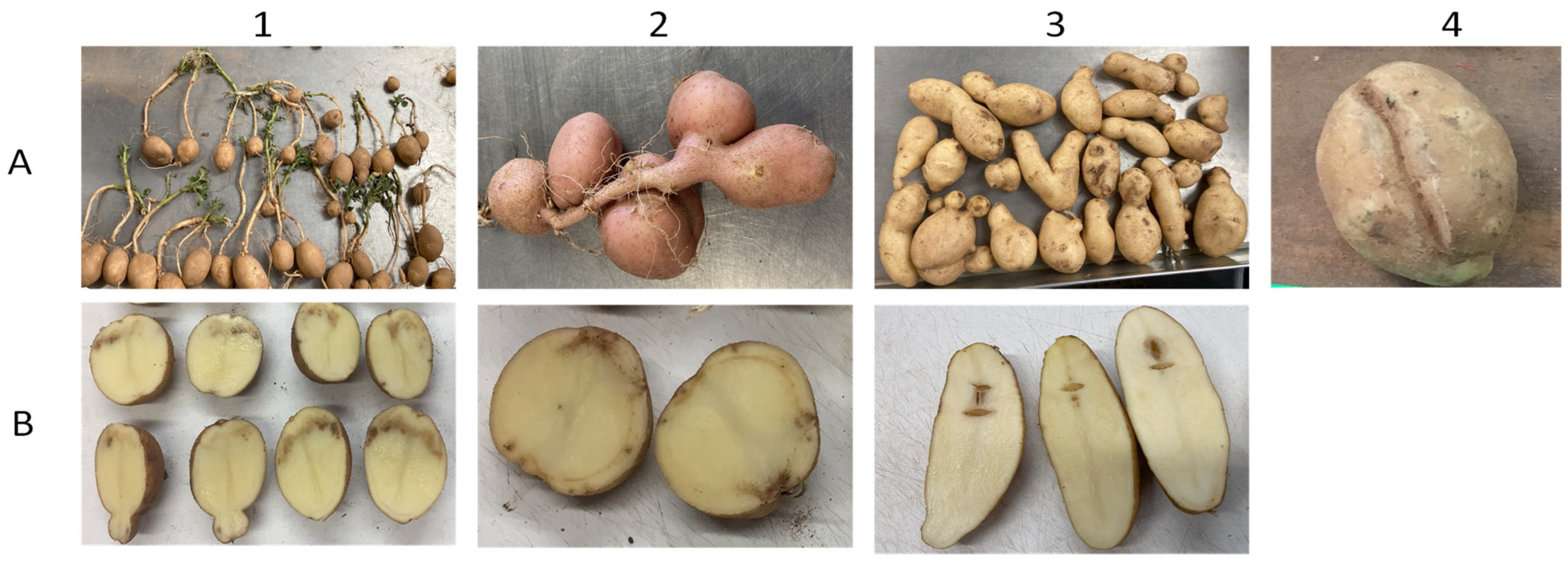 Plants 13 00616 g004