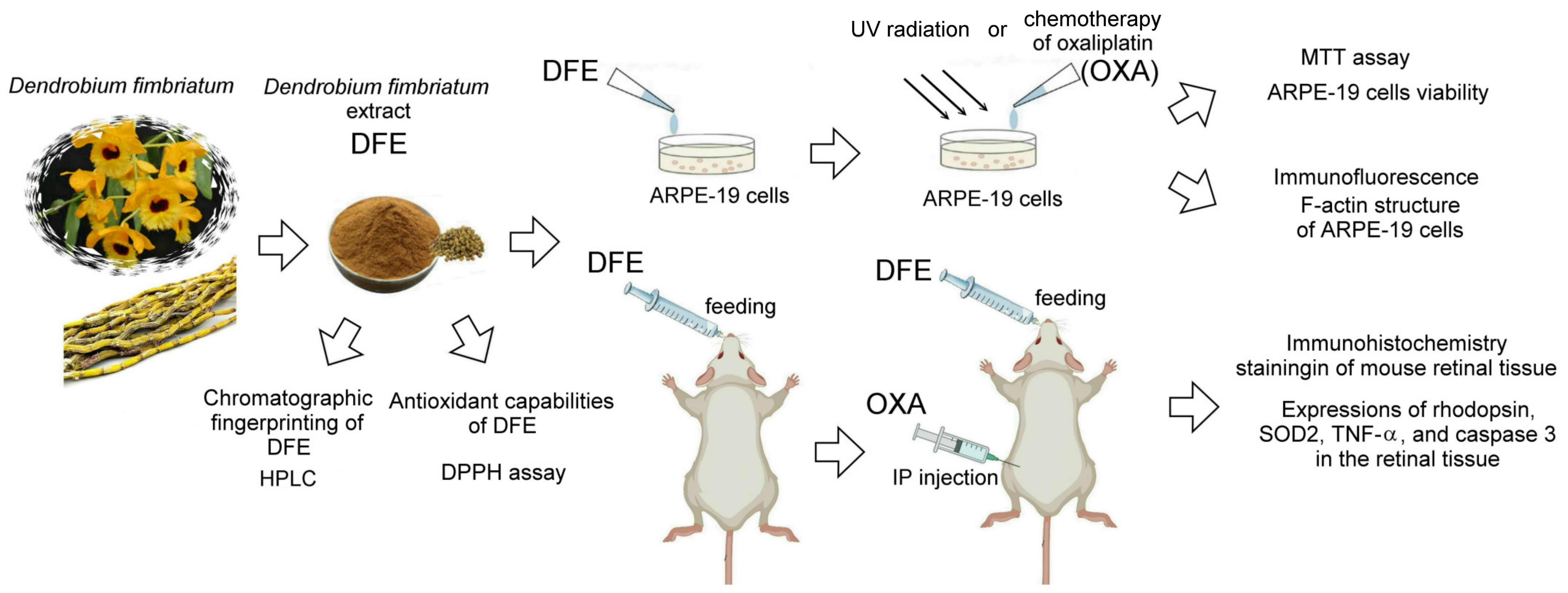 Plants 13 00617 g001