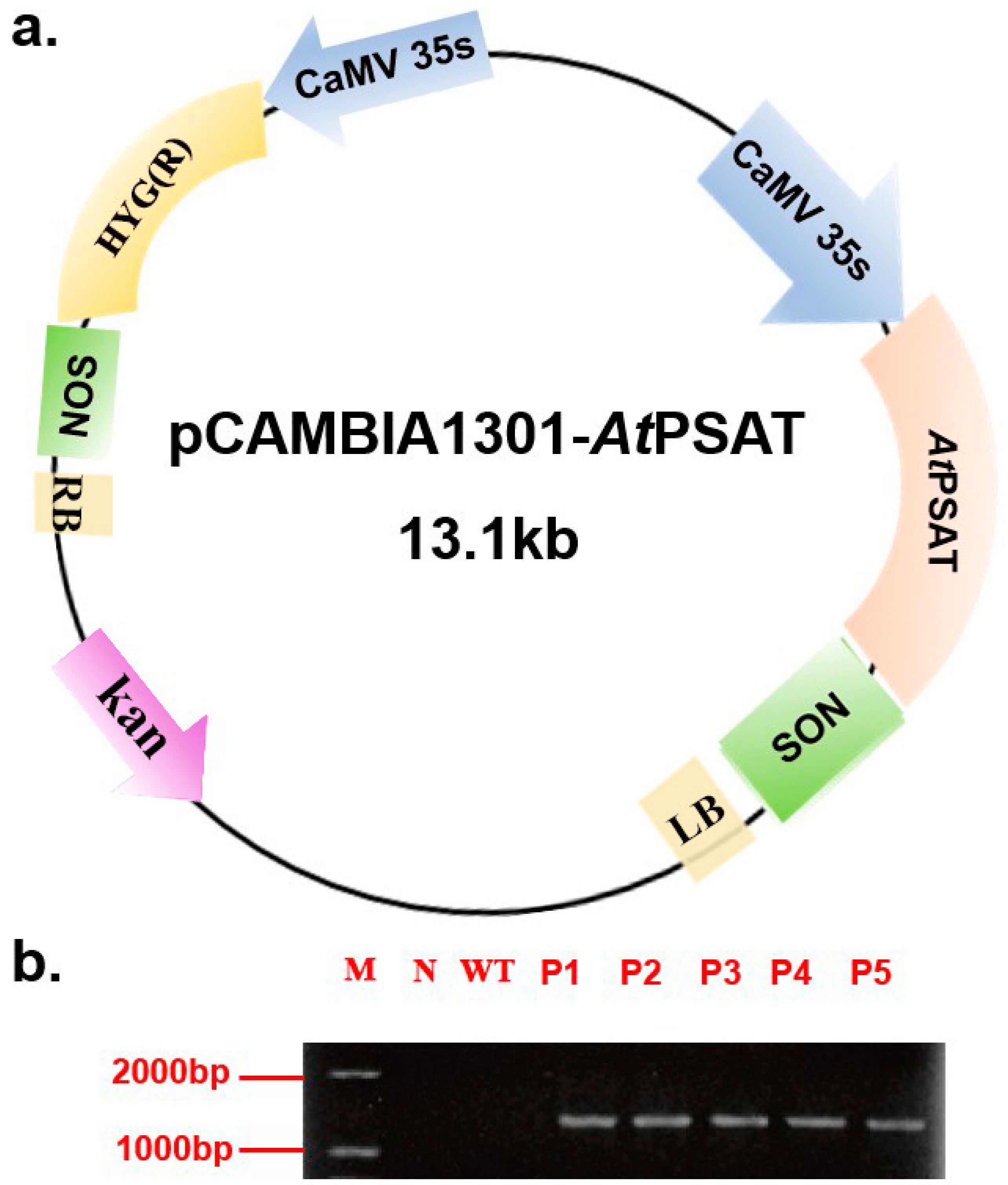 Plants 13 00627 g001