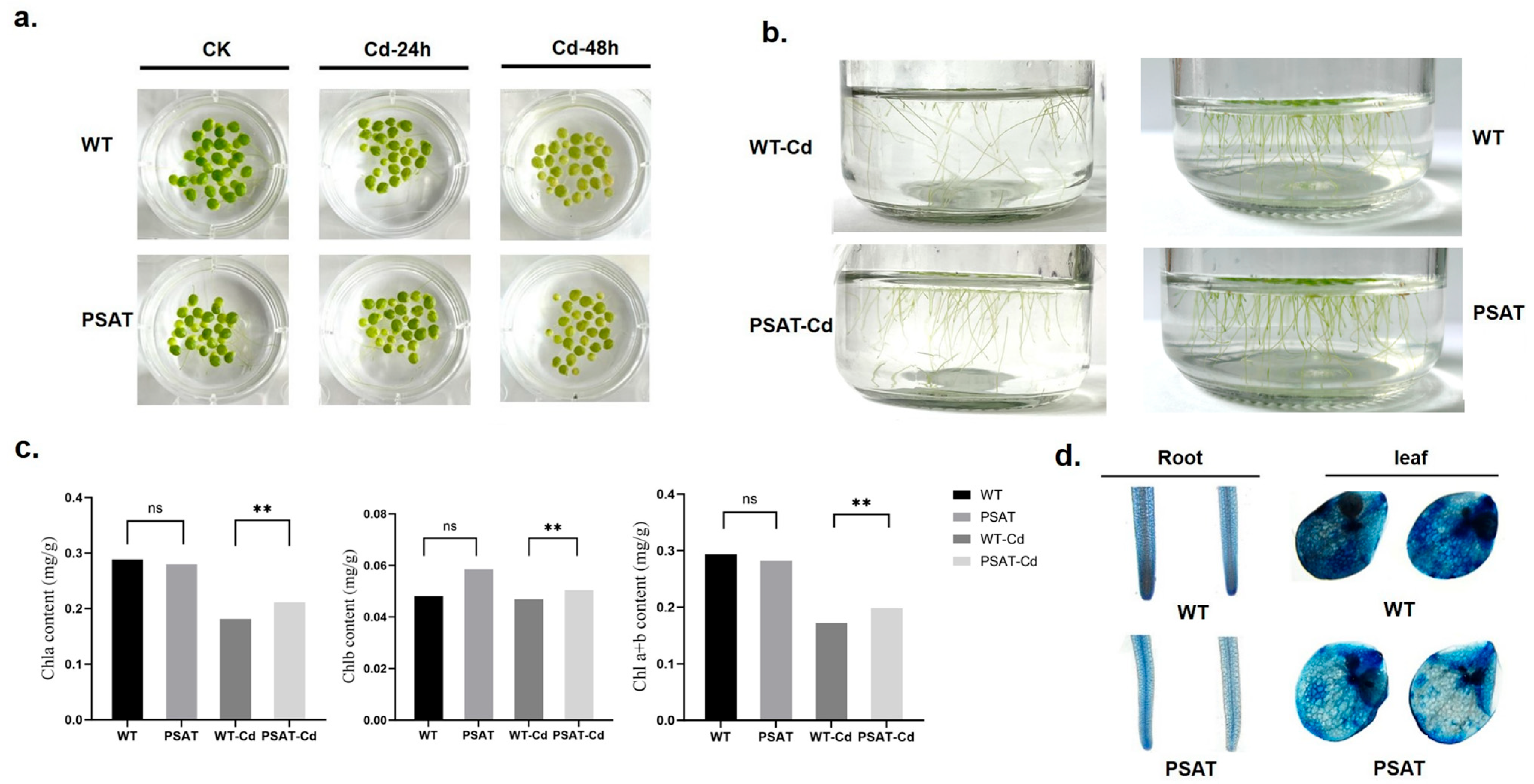 Plants 13 00627 g002