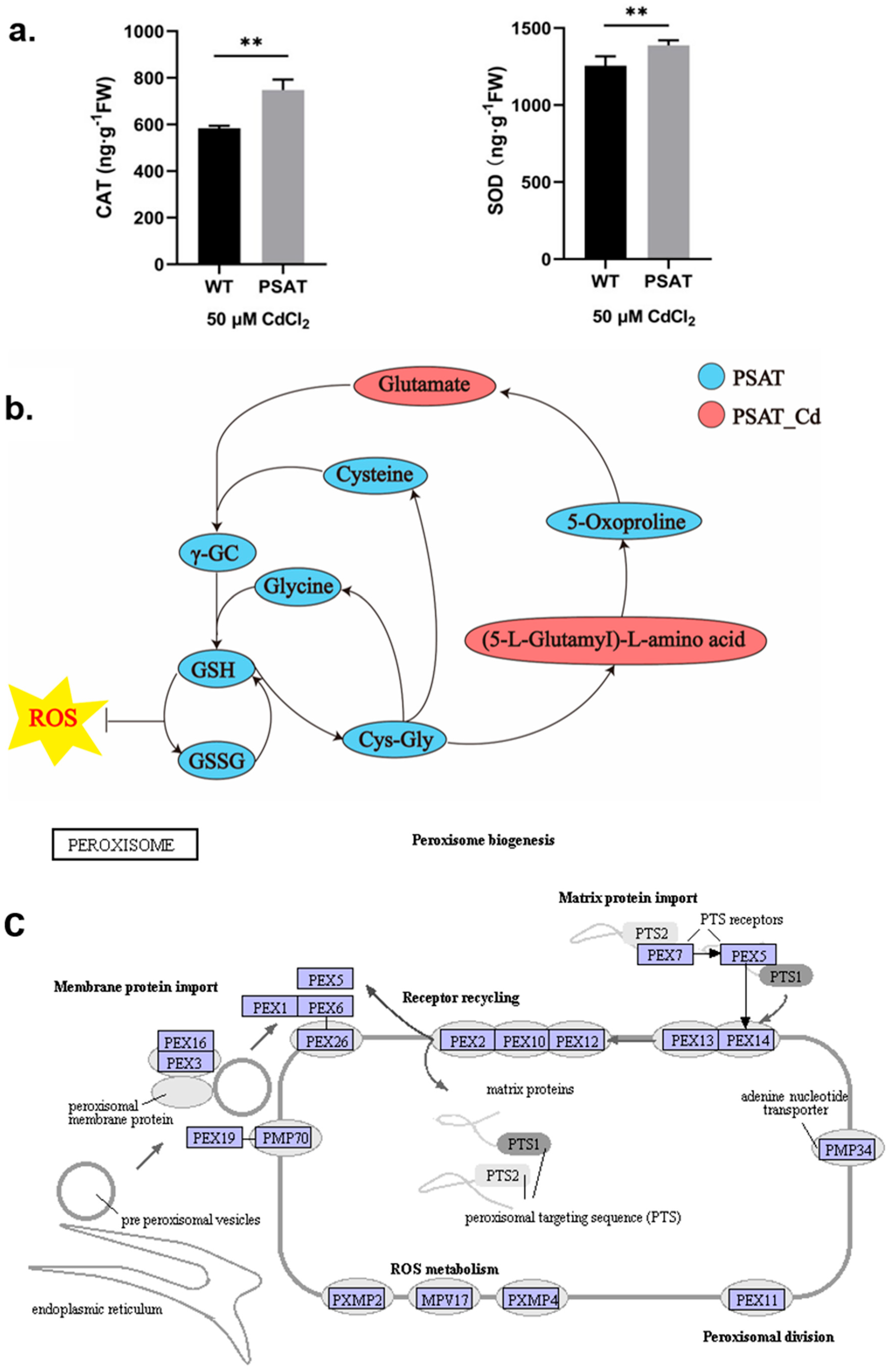 Plants 13 00627 g003