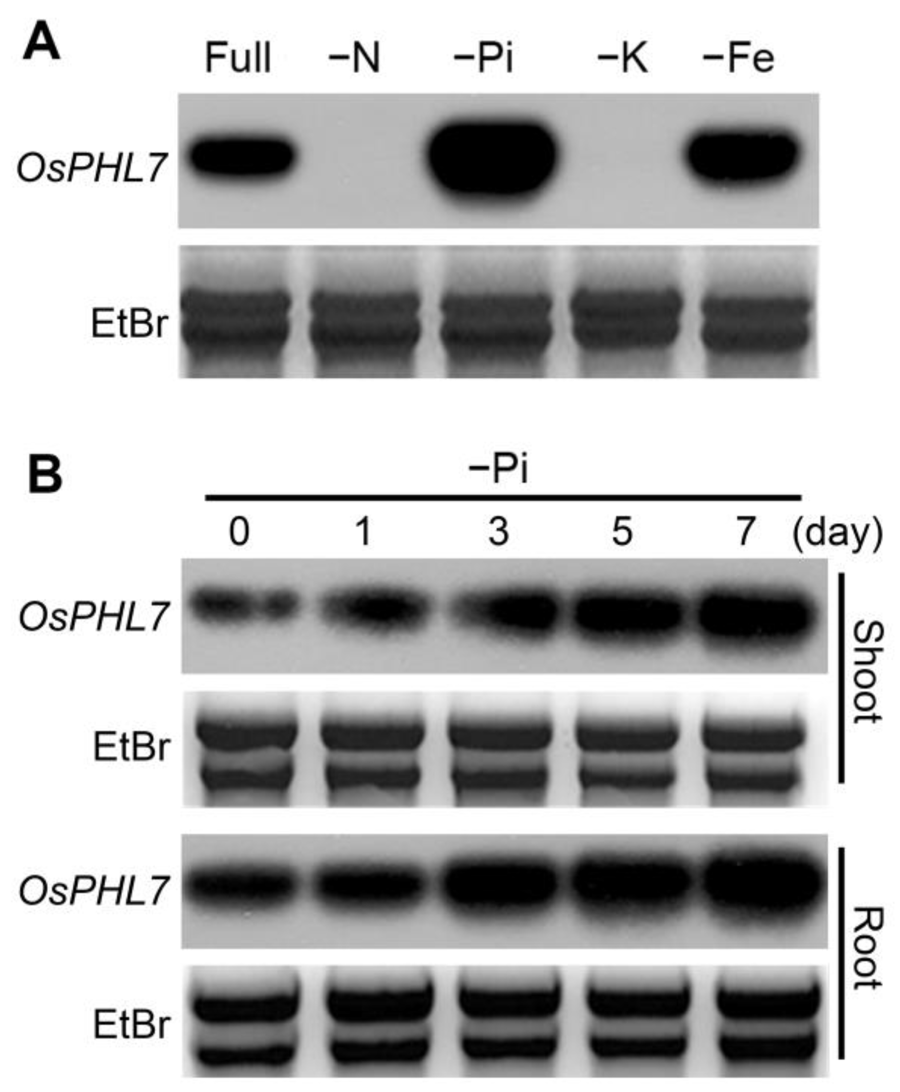 Plants 13 00637 g001