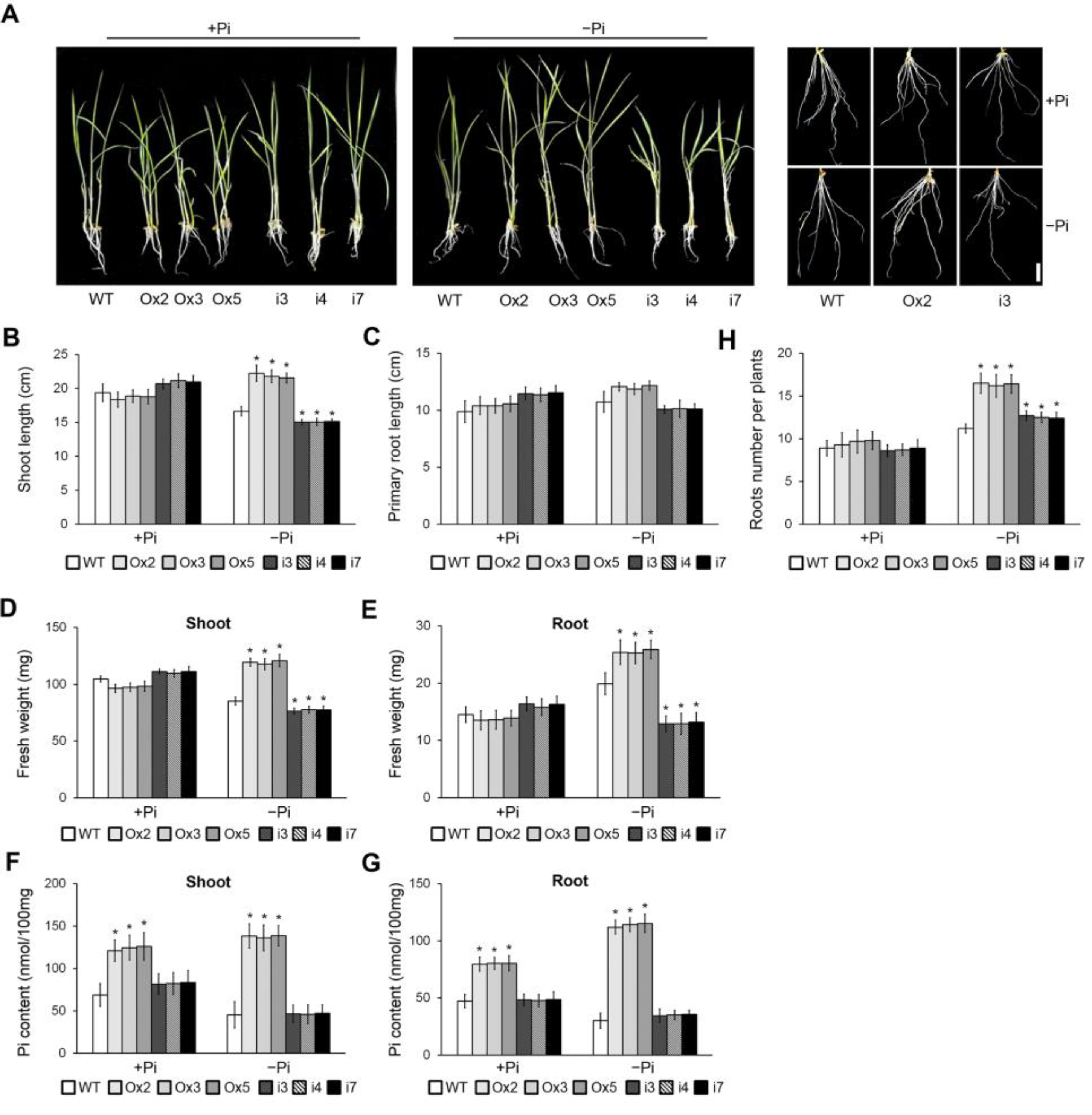 Plants 13 00637 g002