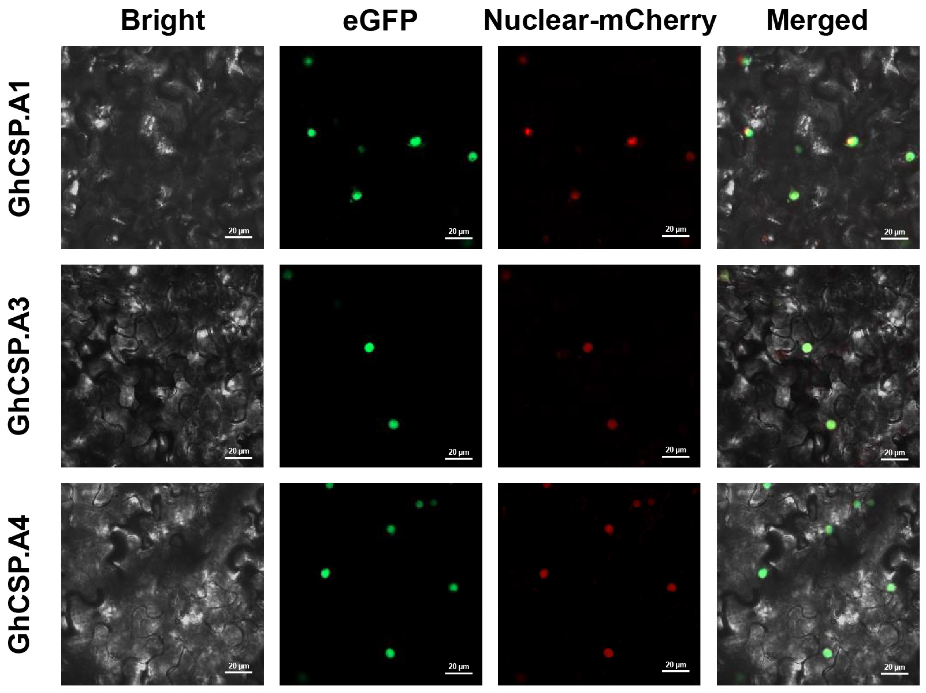 Plants 13 00643 g001 Plants 13 00643 g001