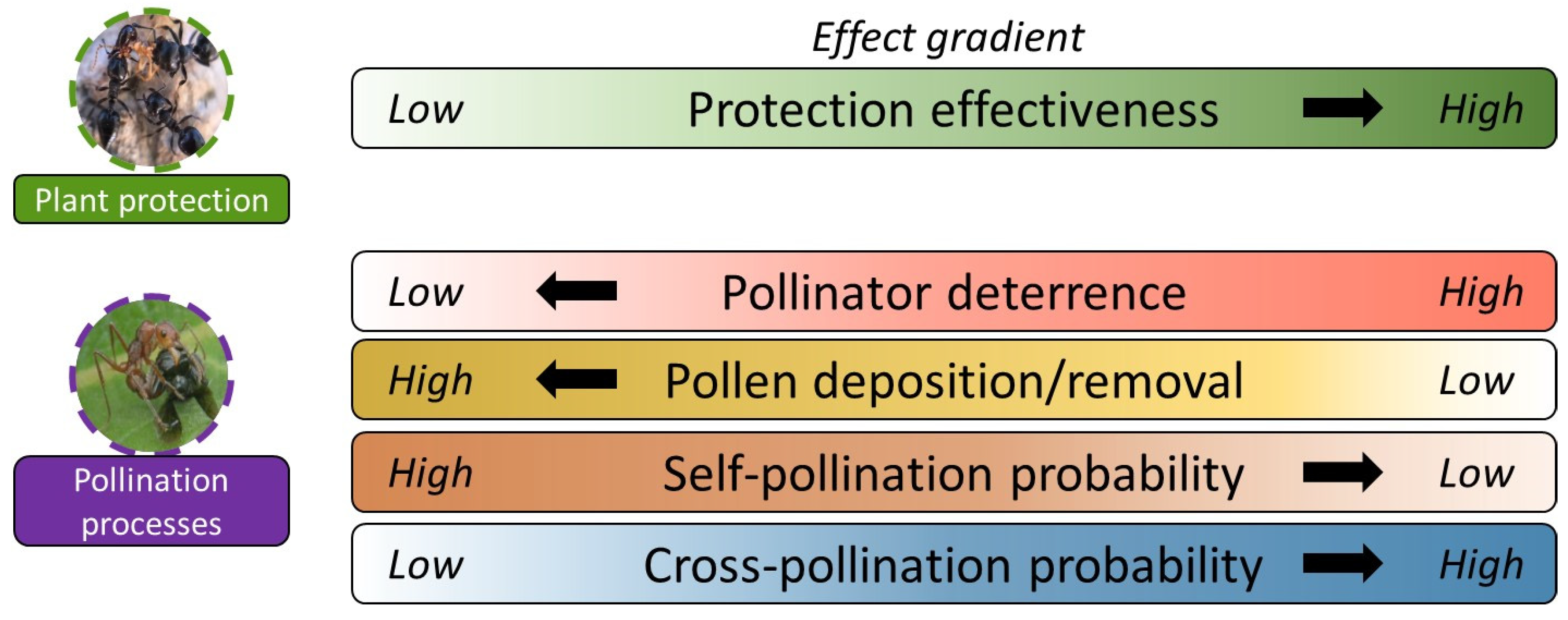 Plants 13 00651 g002