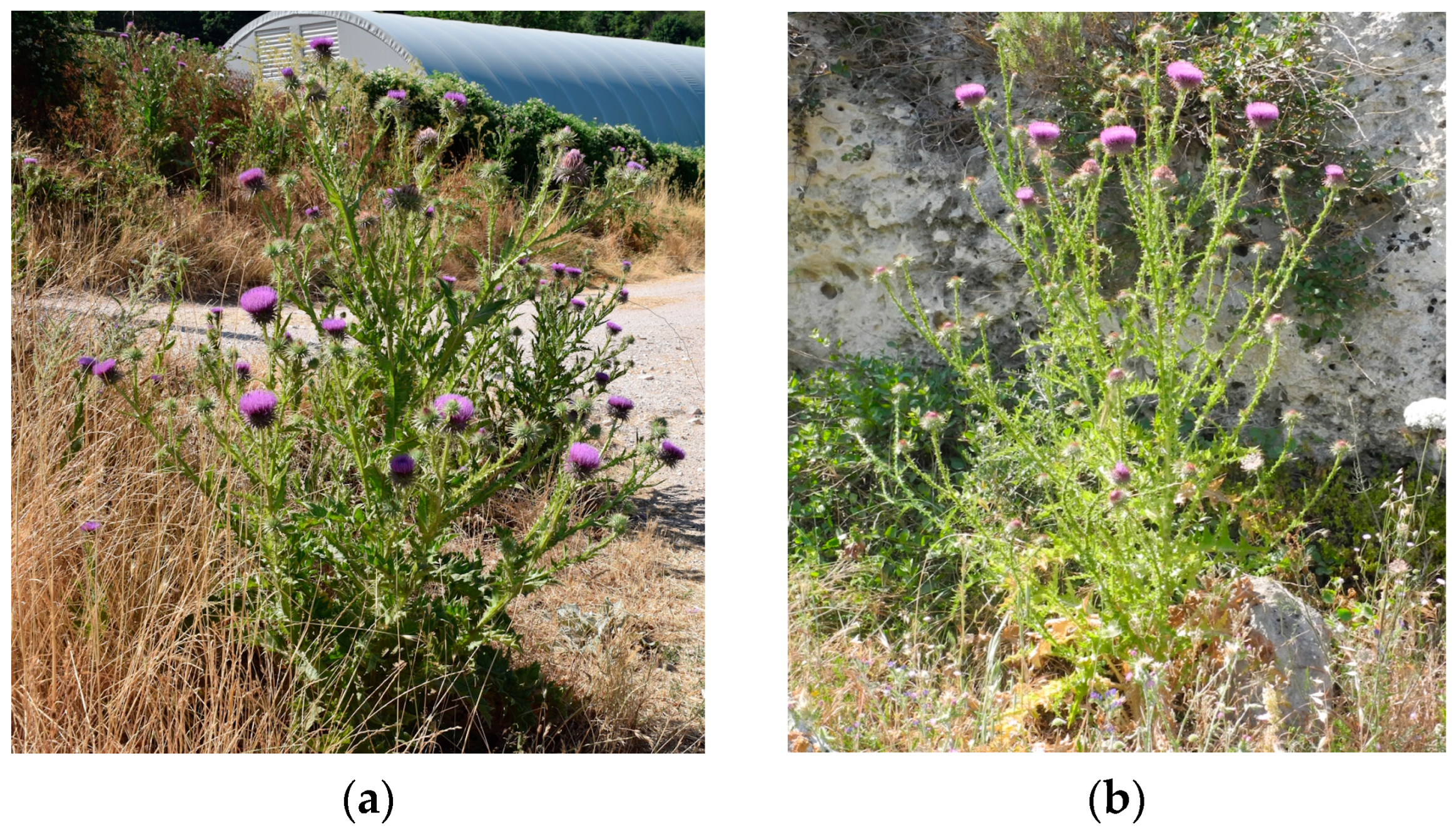 Plants 13 00654 g004