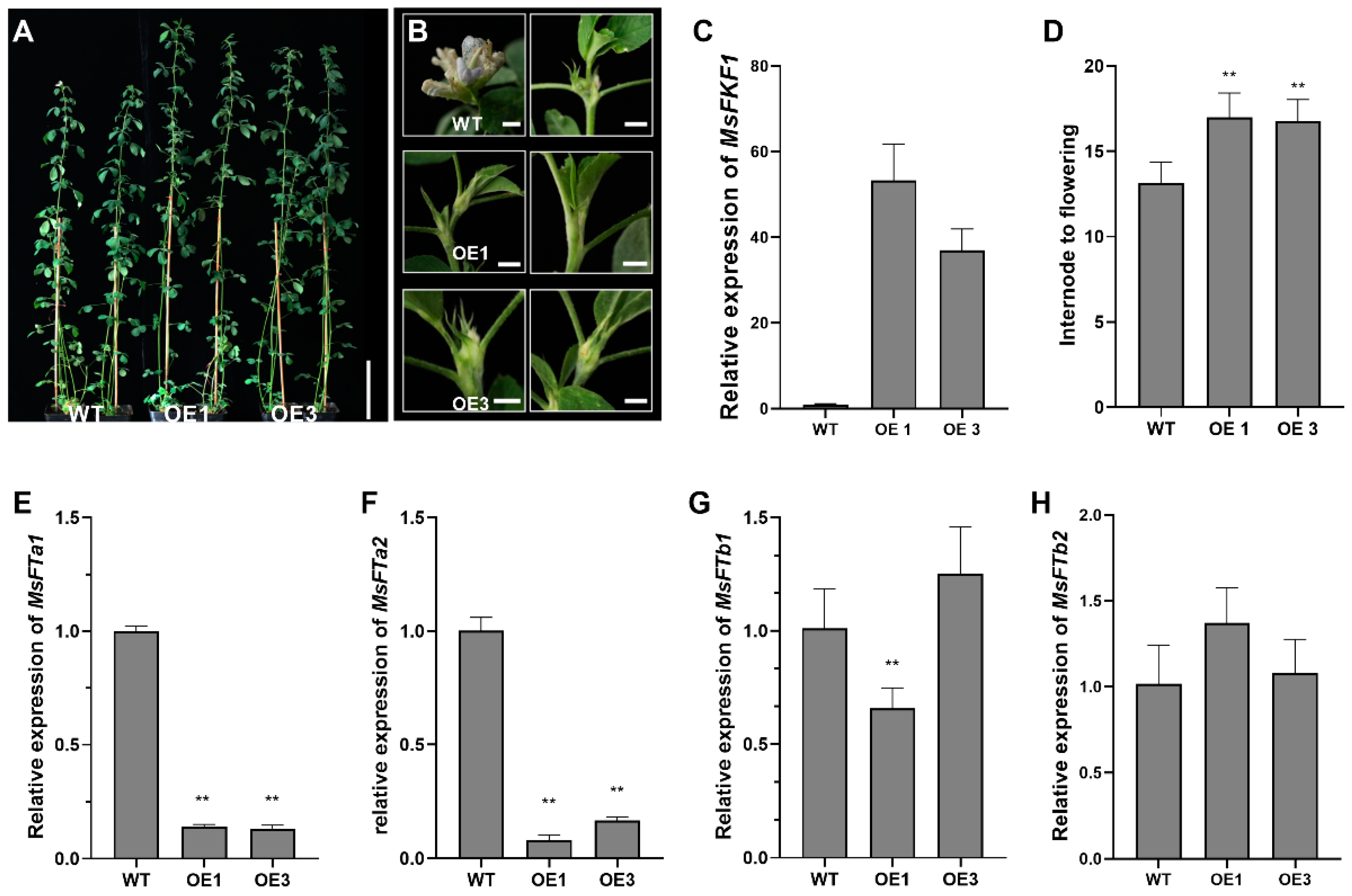 Plants 13 00655 g004