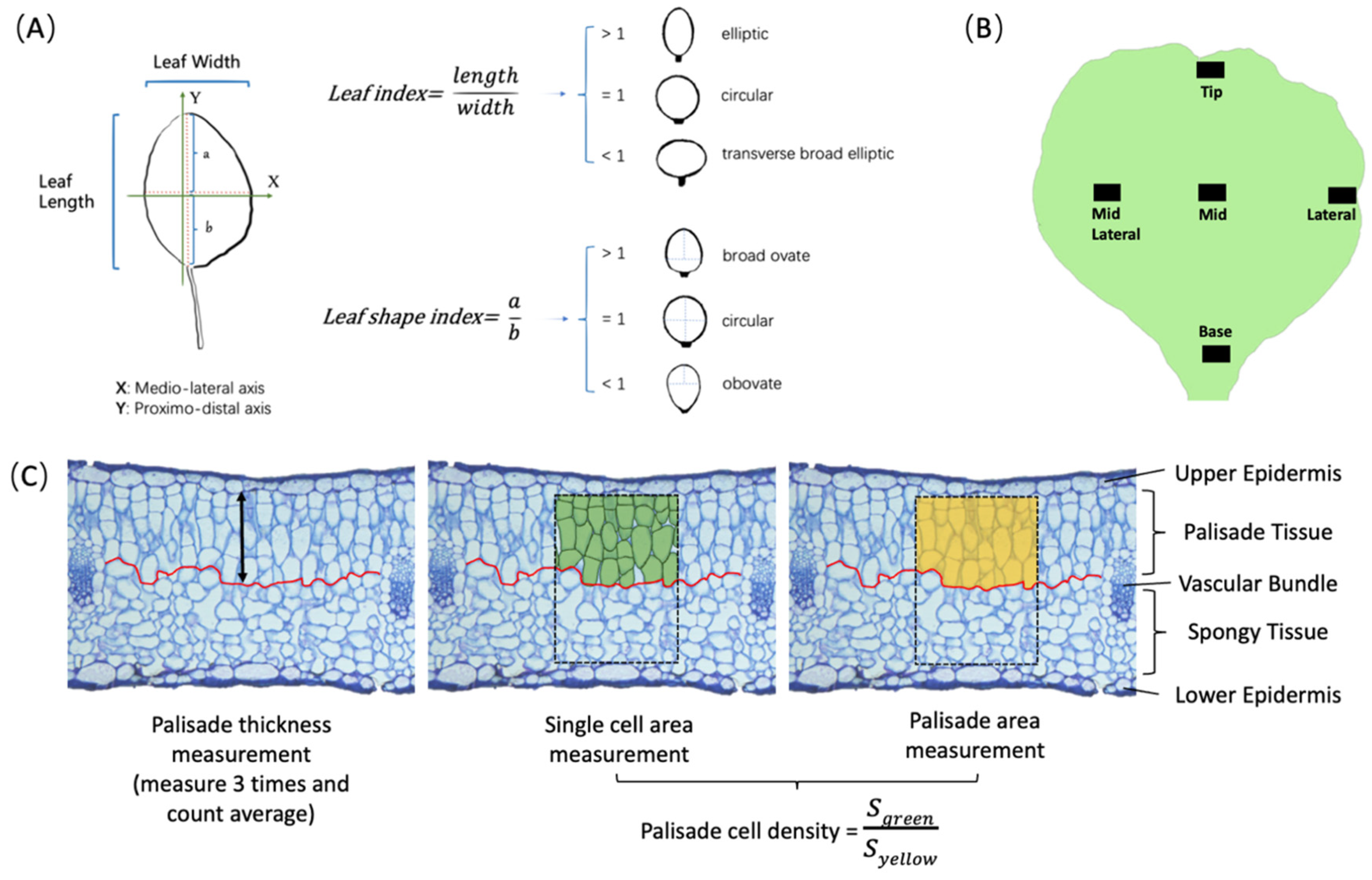 Plants 13 00656 g001