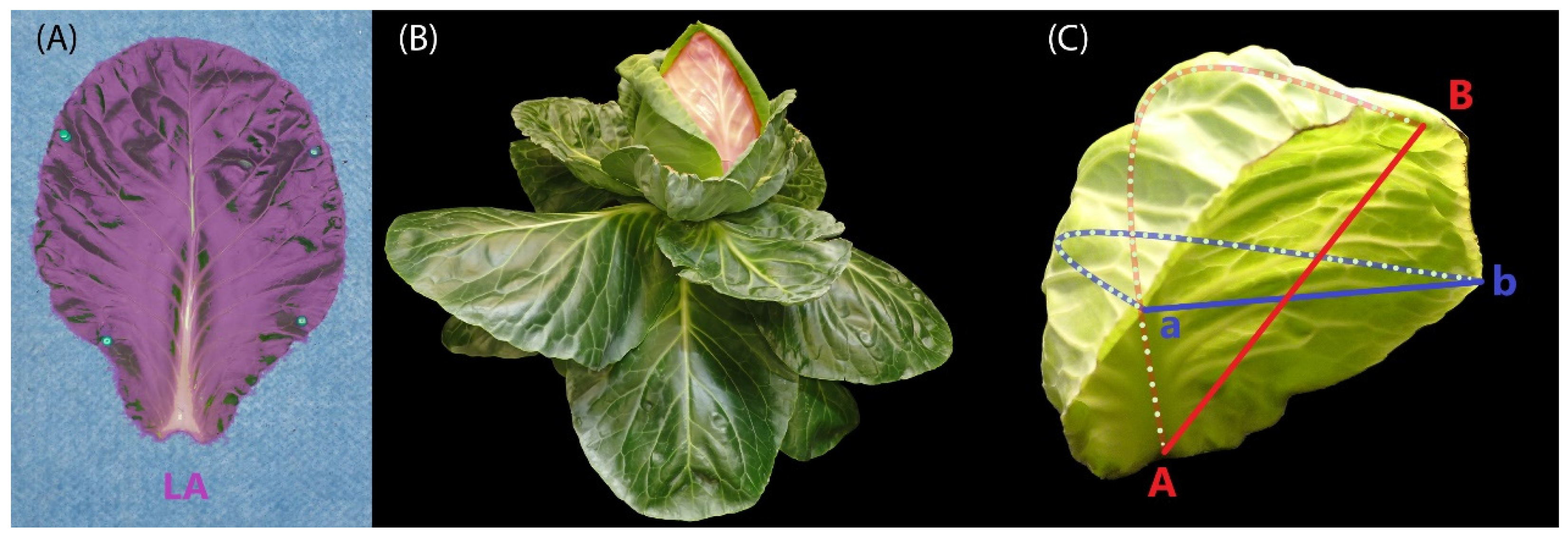 Plants 13 00656 g002