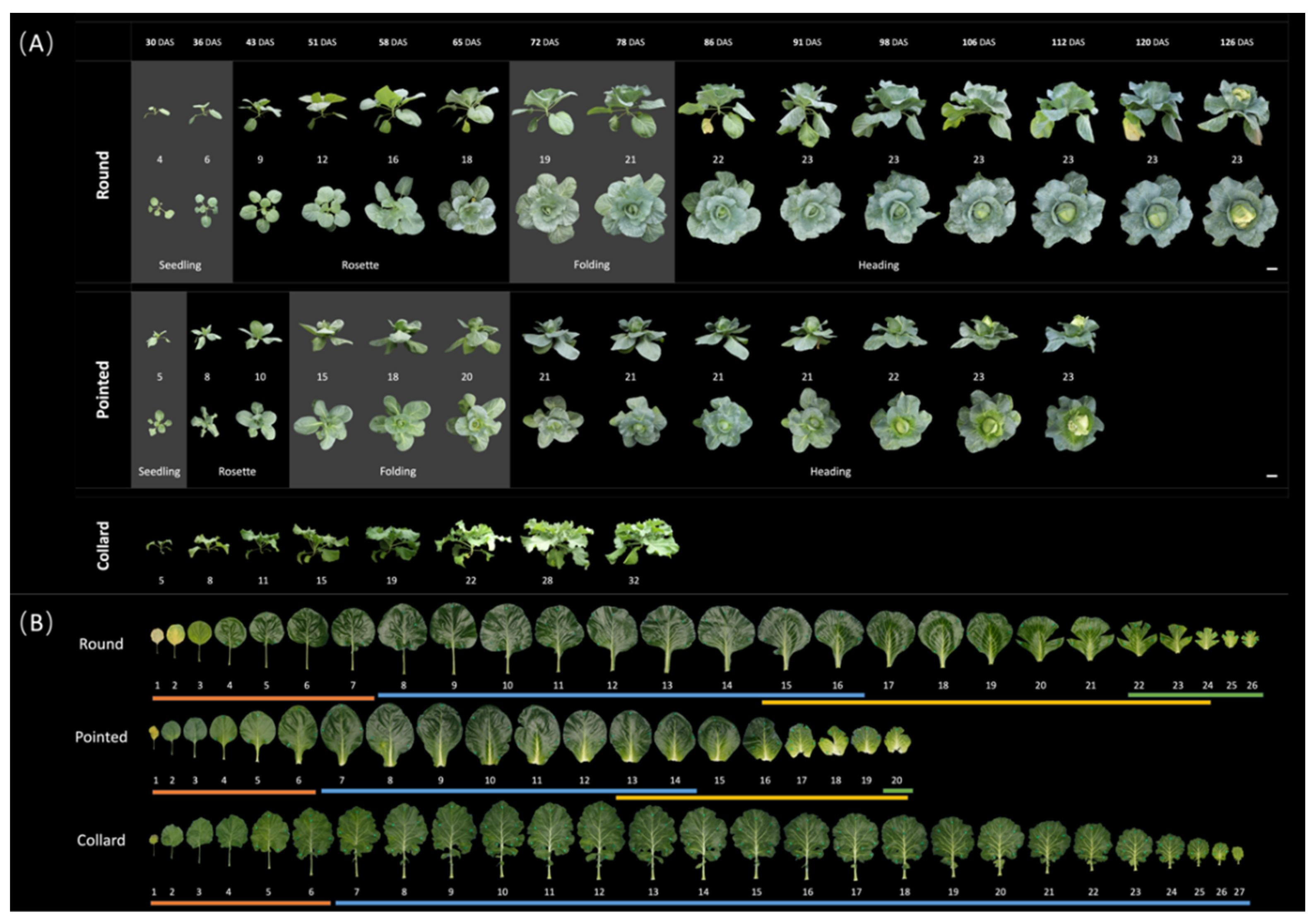 Plants 13 00656 g003