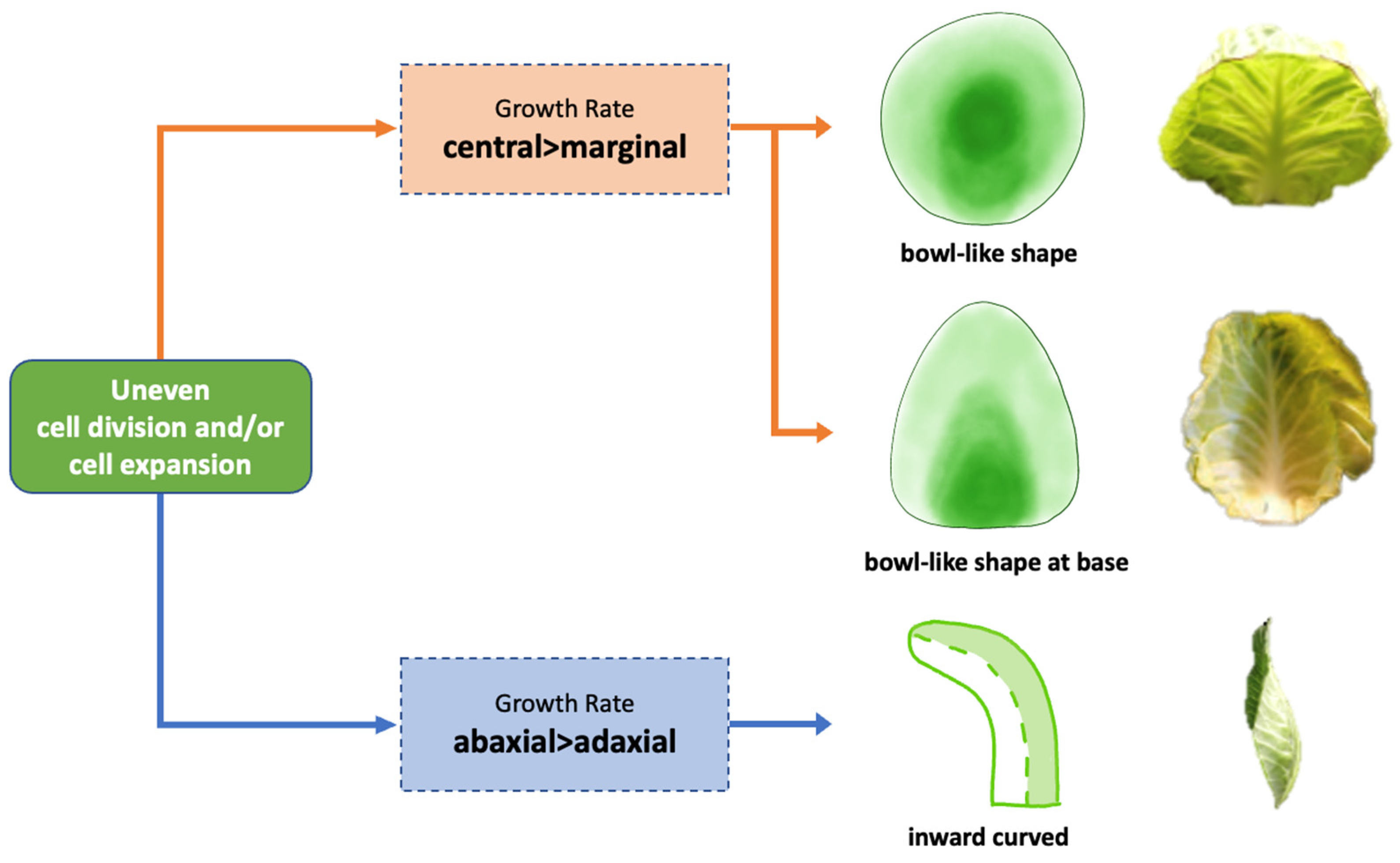 Plants 13 00656 g009