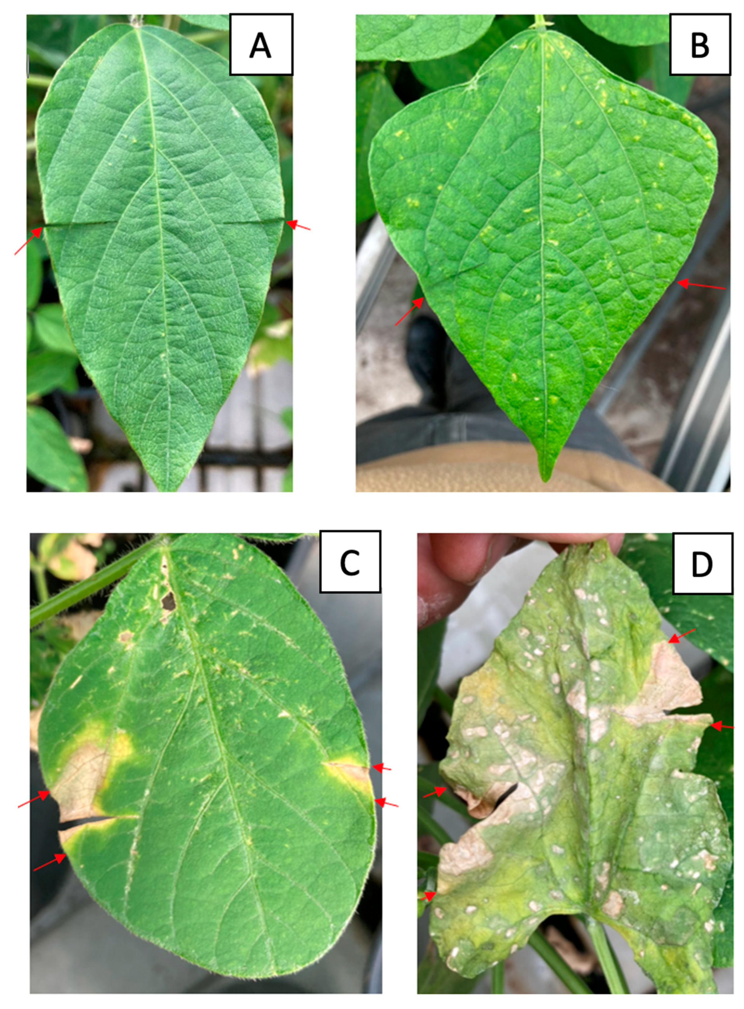 Plants 13 00667 g006