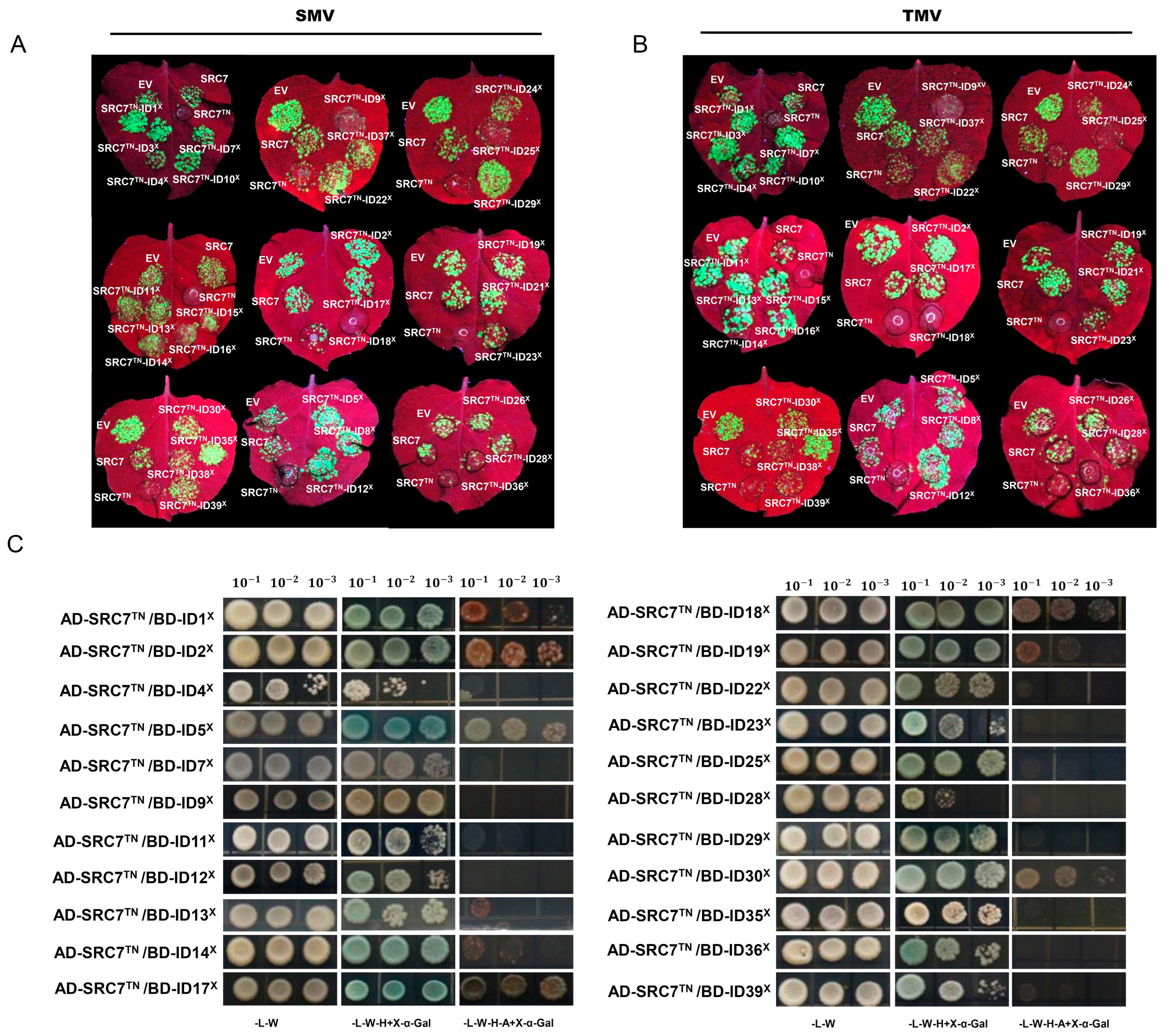 Plants 13 00668 g004