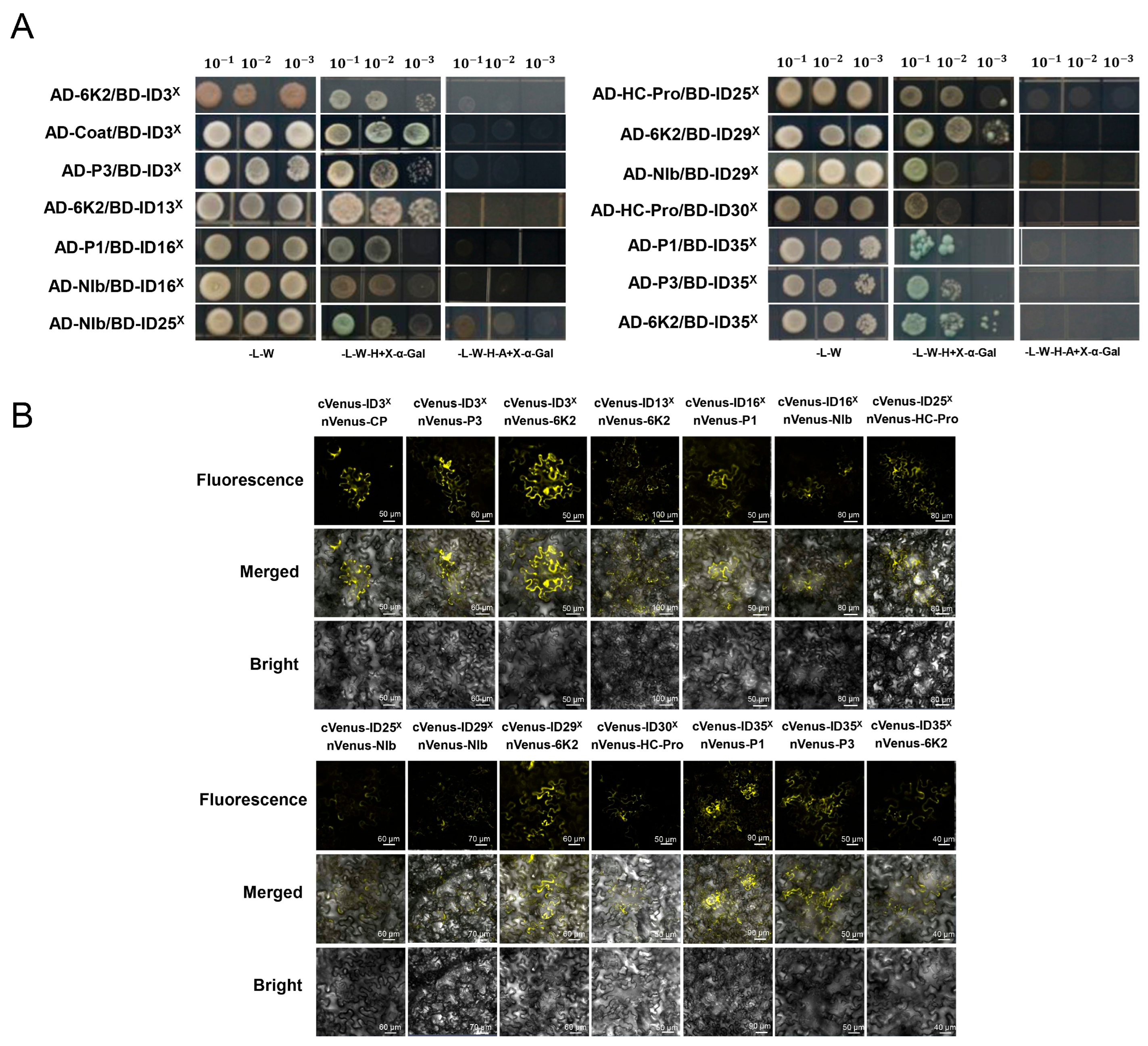 Plants 13 00668 g005