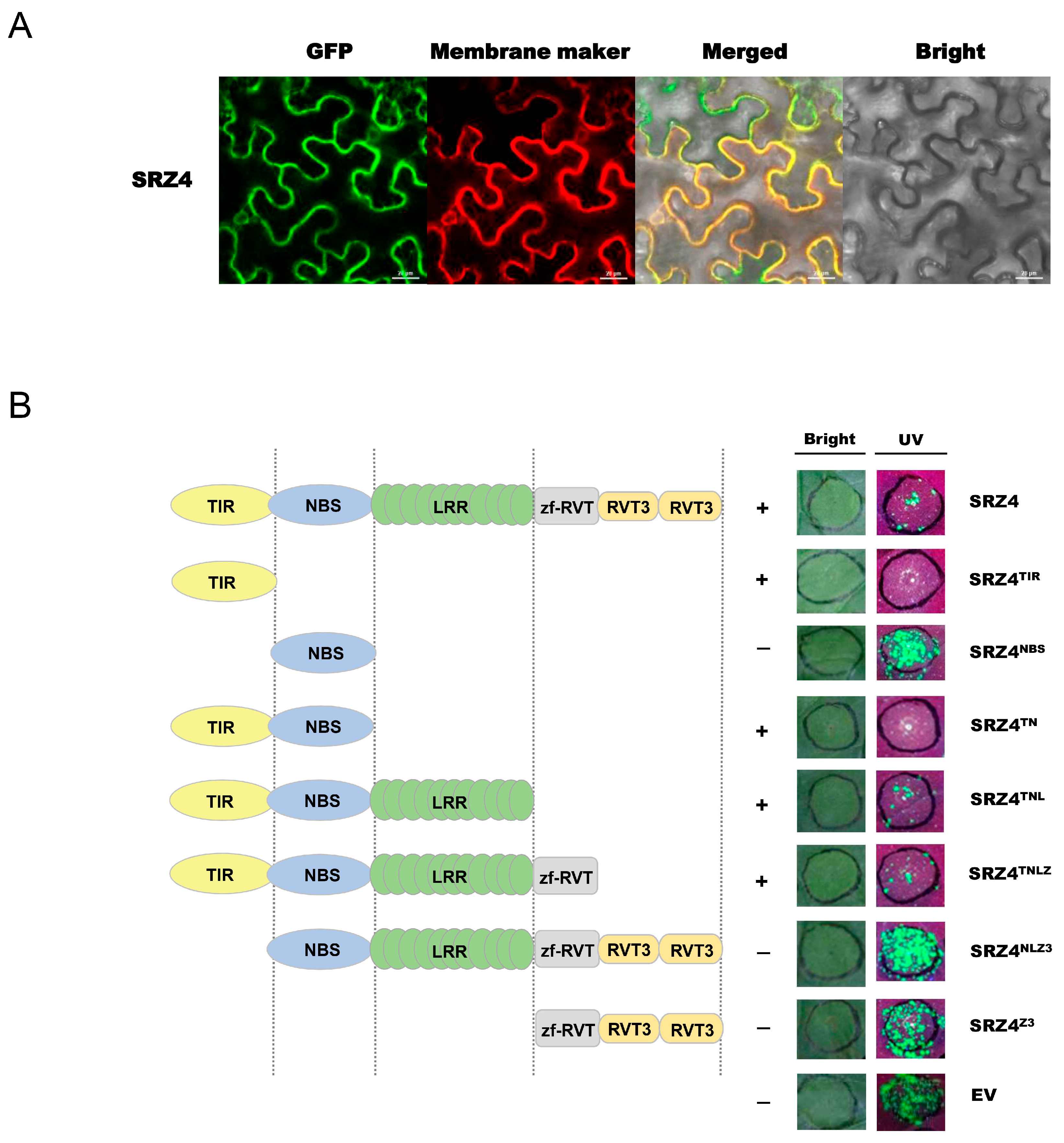 Plants 13 00668 g006
