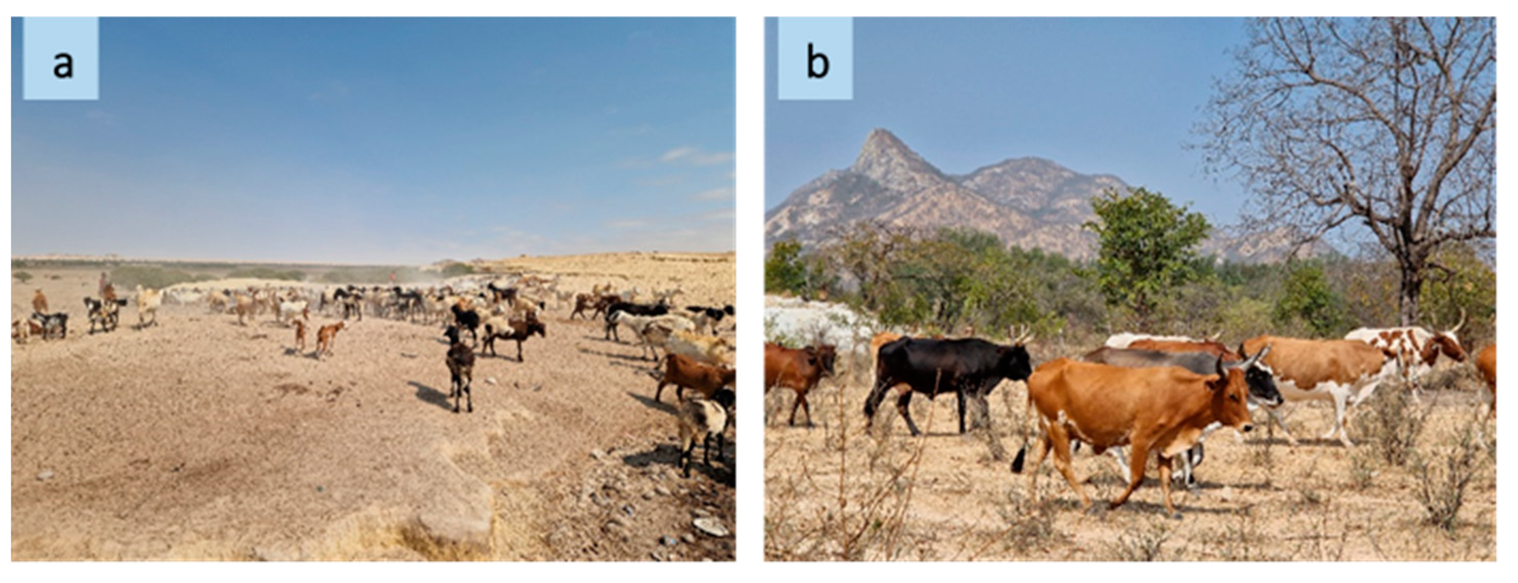 Plants 13 00670 g001