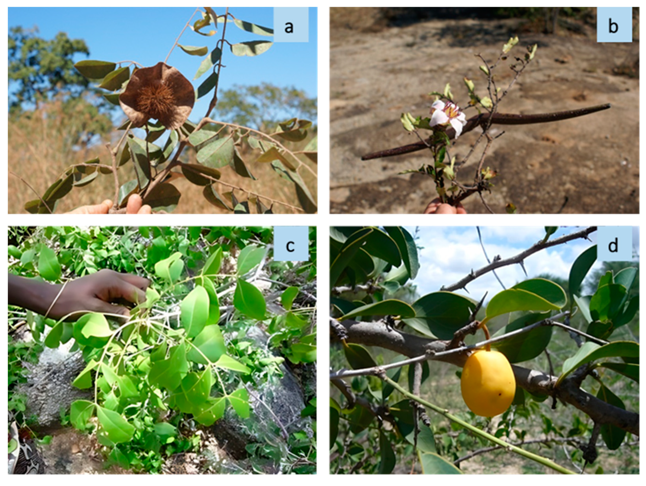 Plants 13 00670 g004