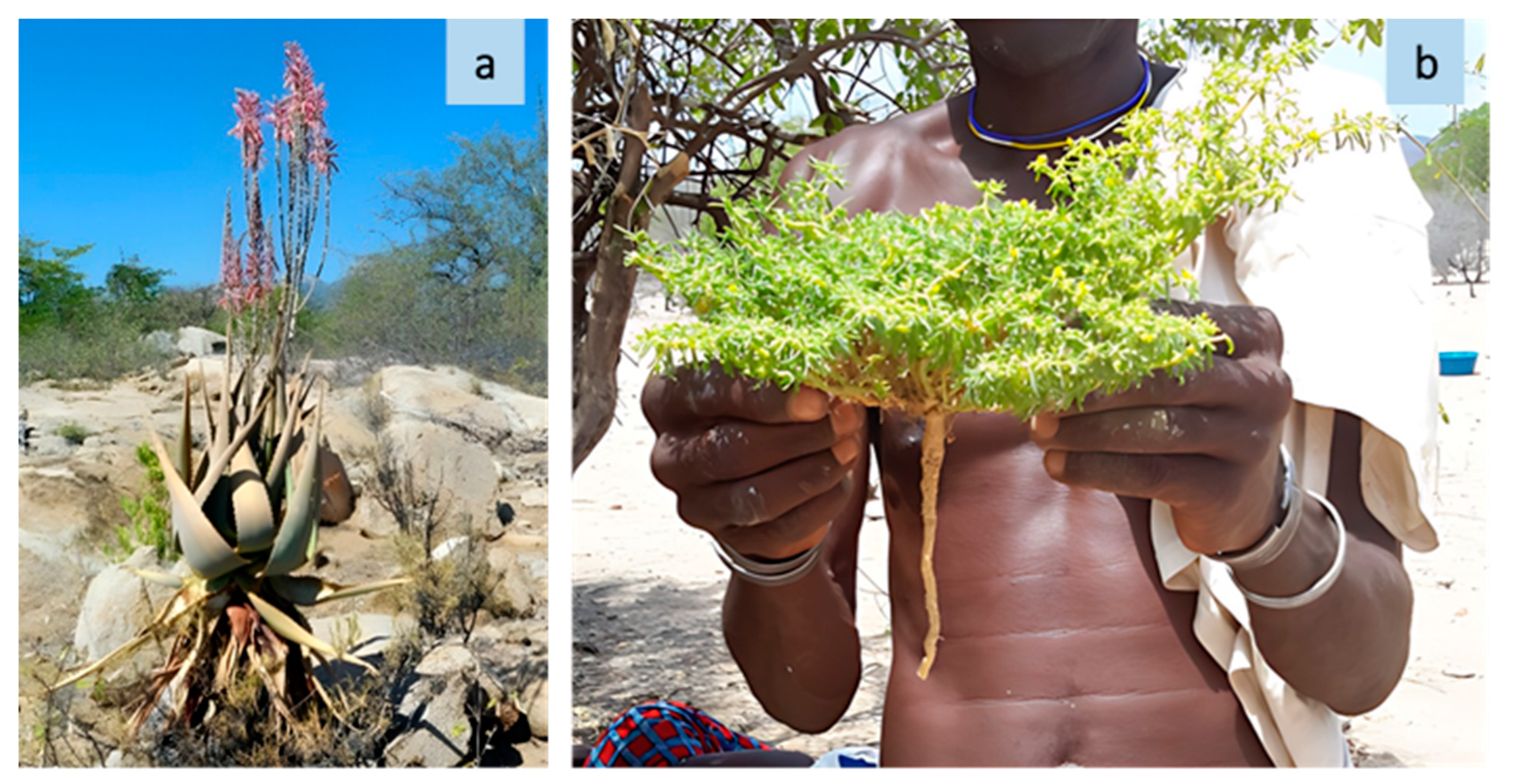 Plants 13 00670 g005