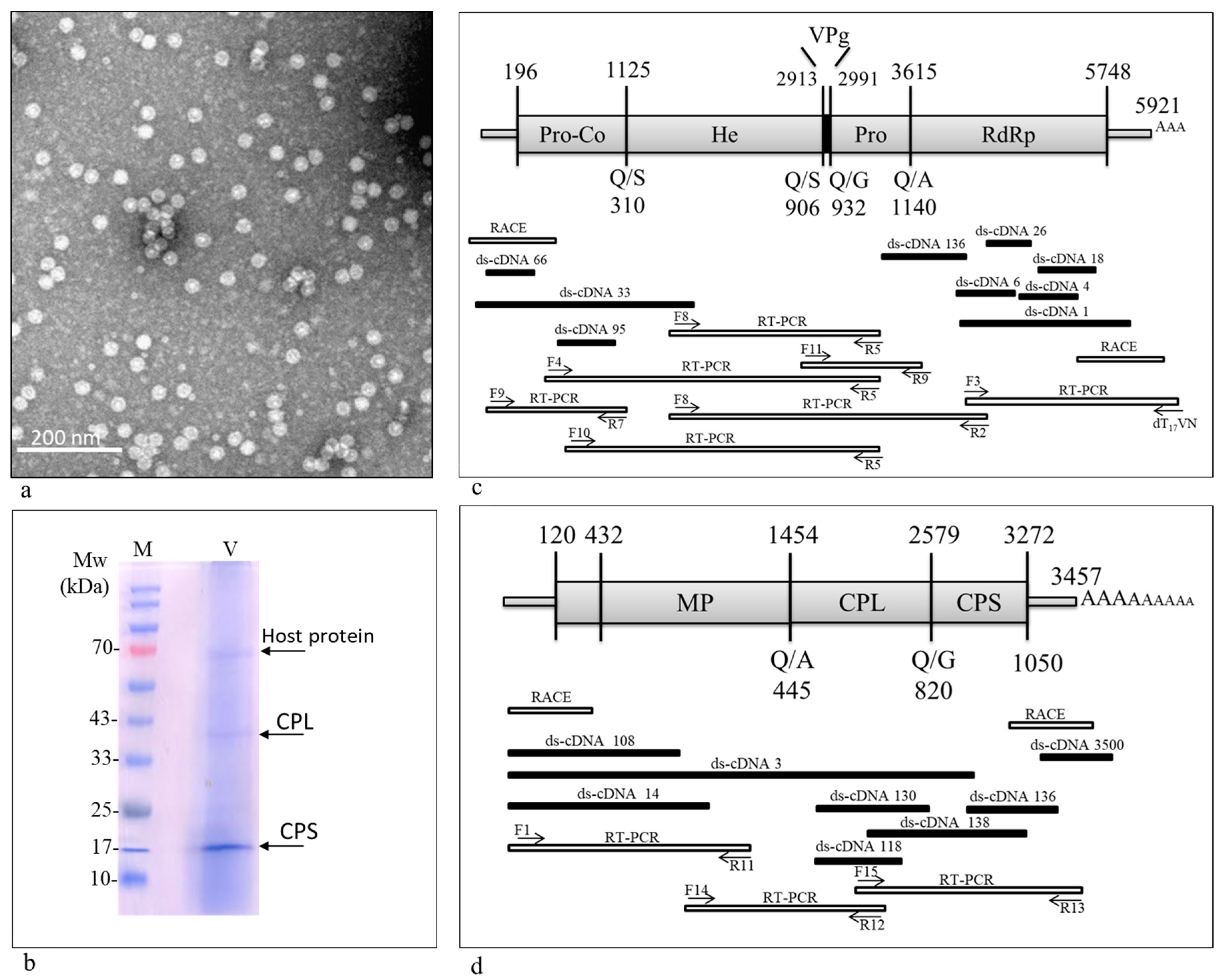 Plants 13 00671 g001