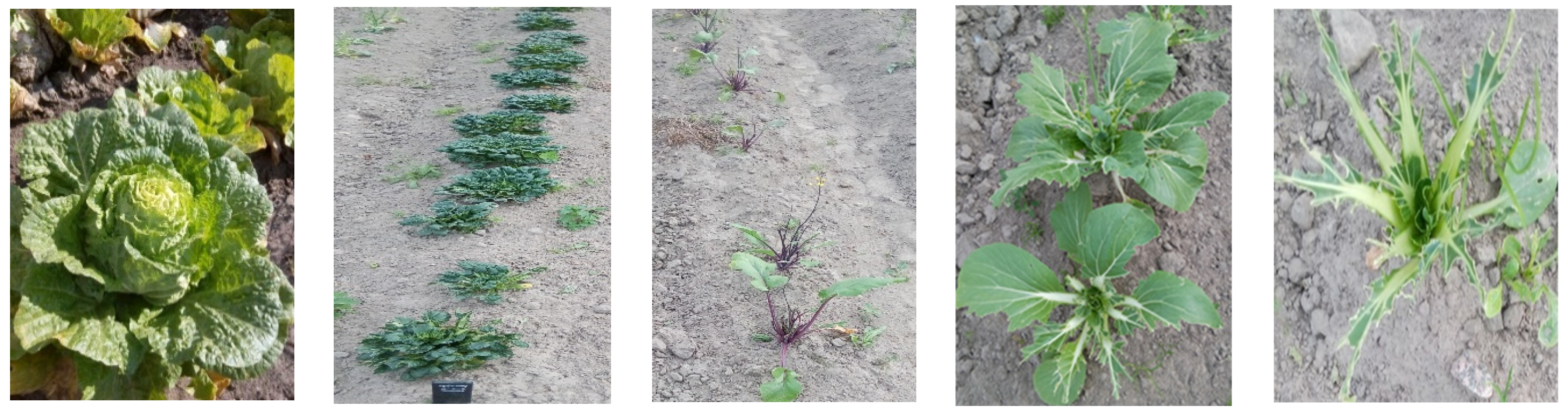 Plants 13 00673 g001