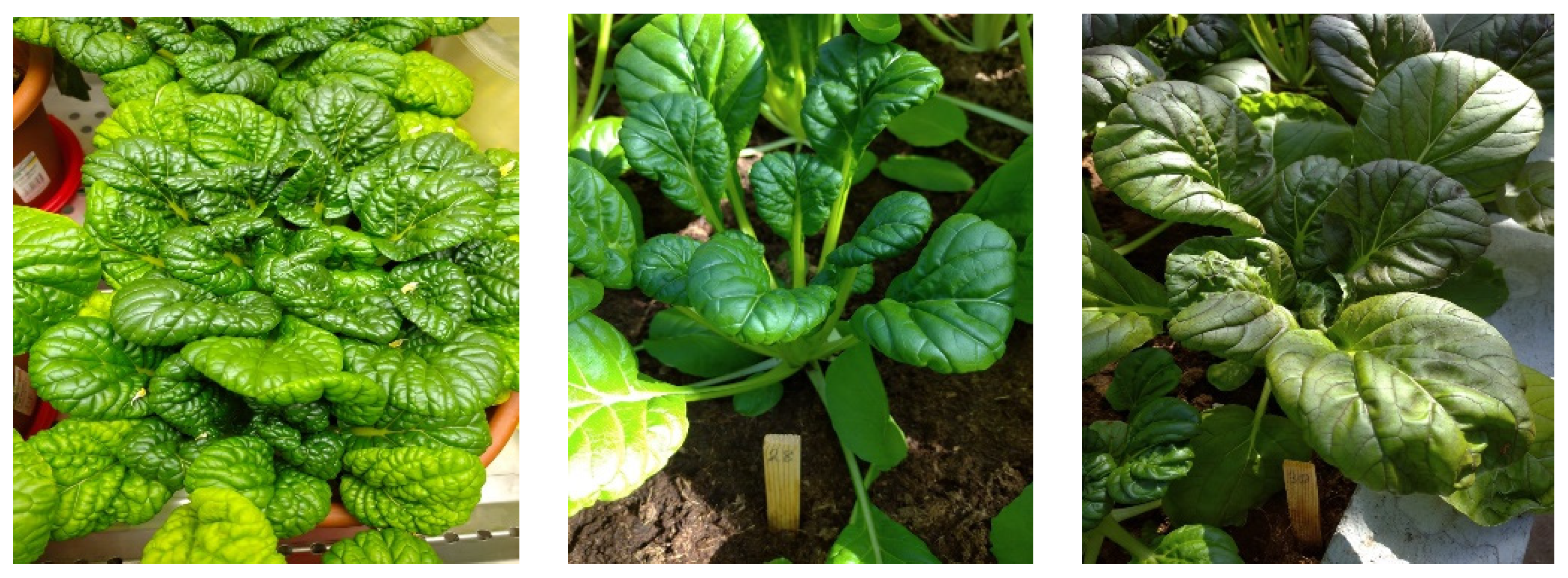 Plants 13 00673 g004