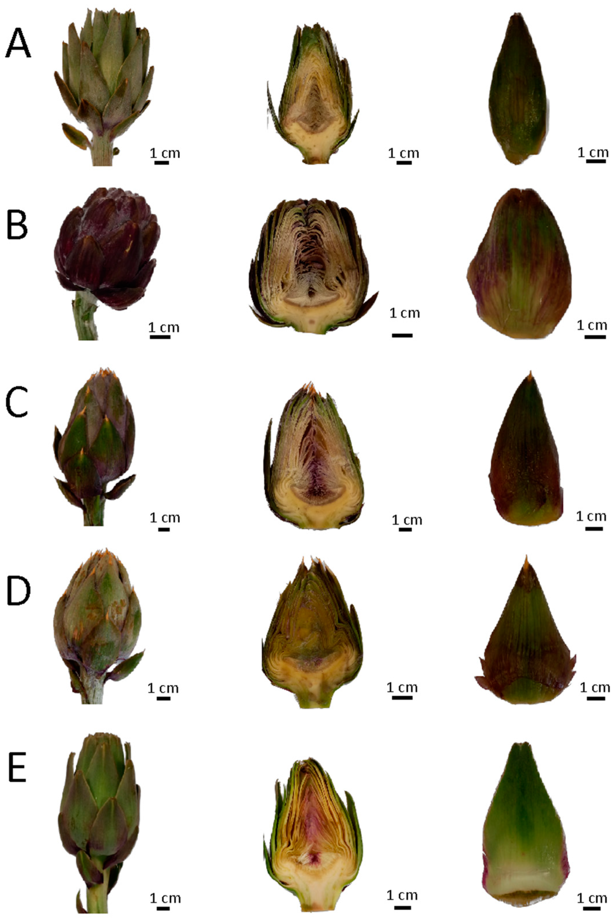 Plants 13 00680 g002