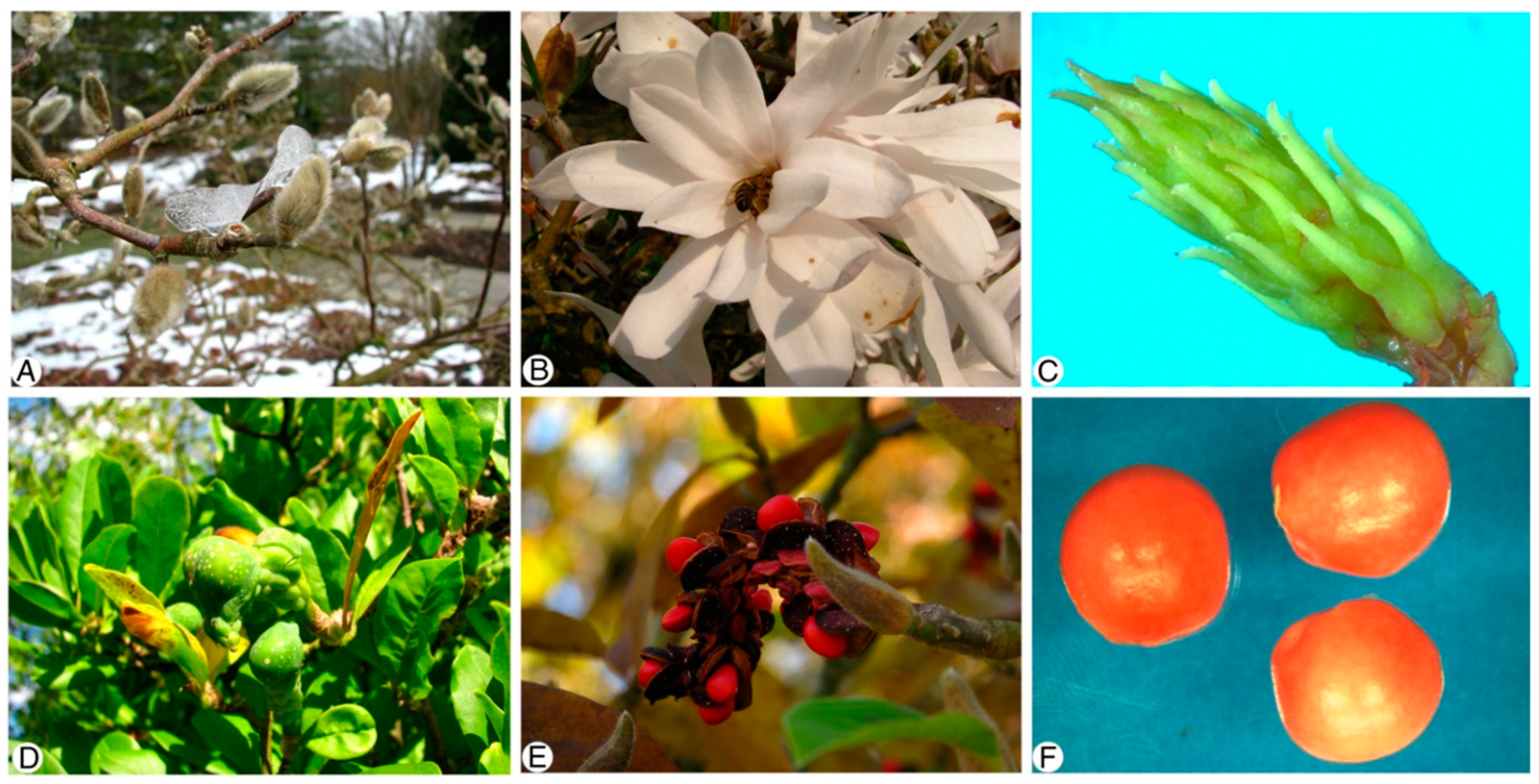 Plants 13 00688 g001