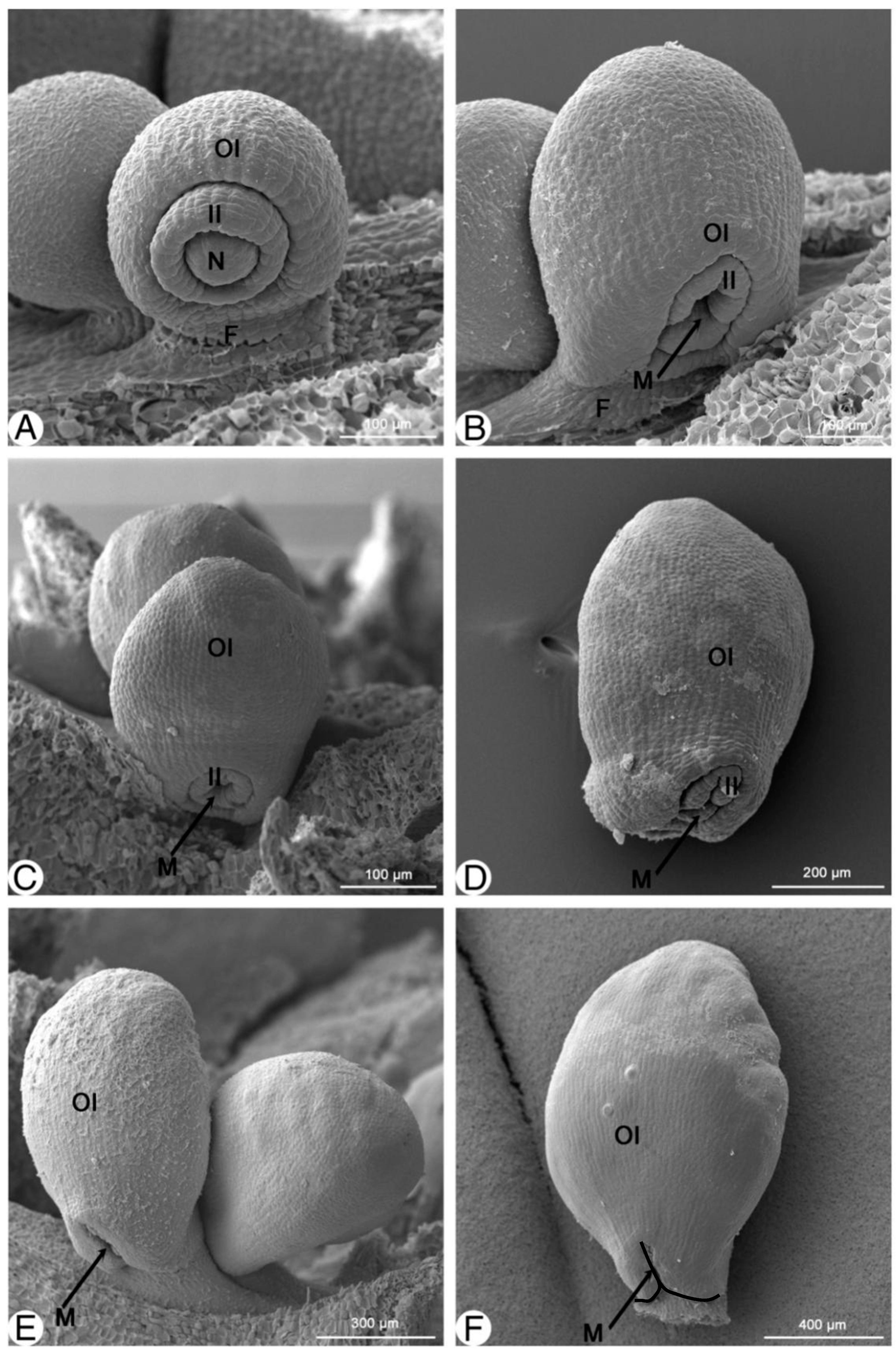 Plants 13 00688 g003