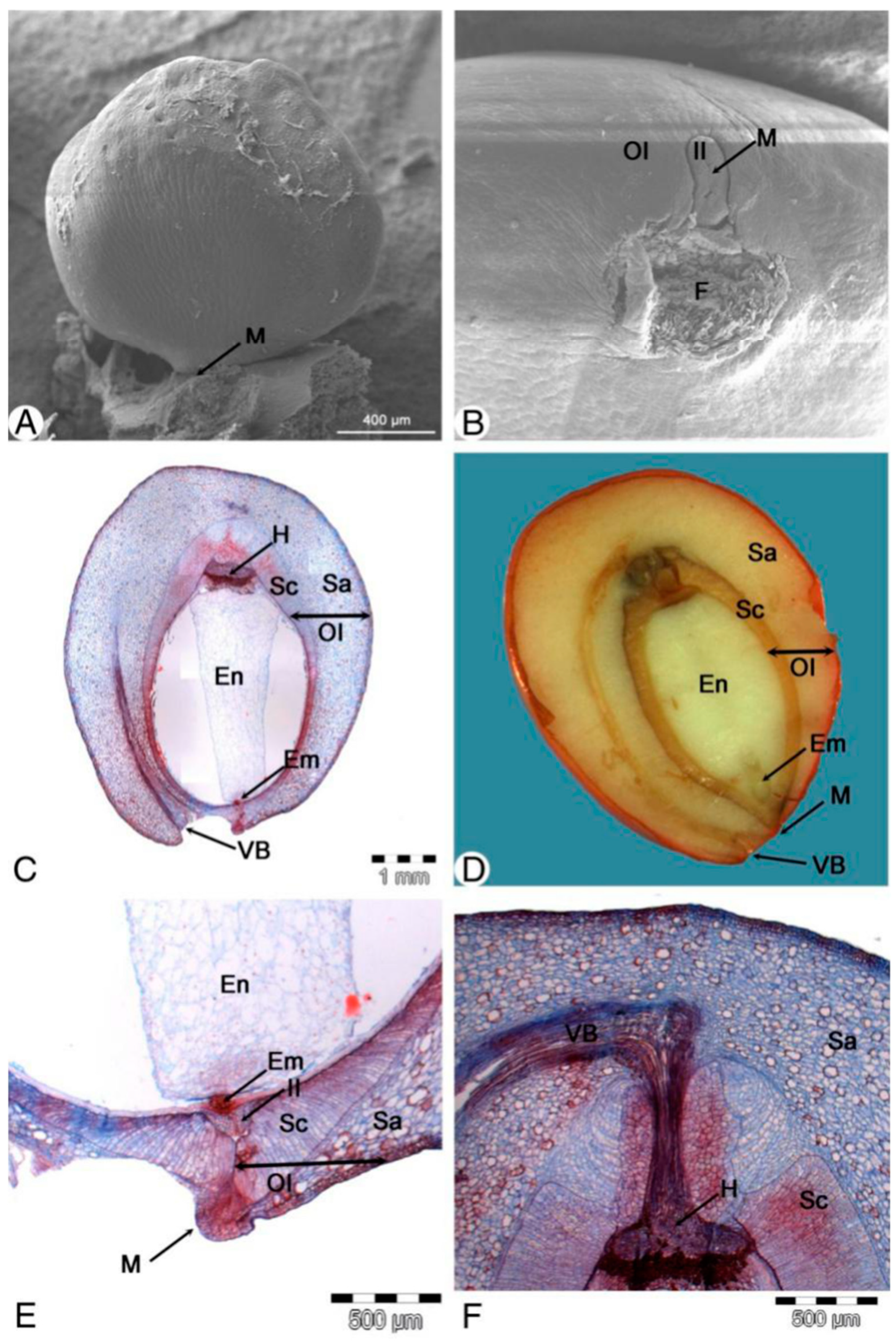 Plants 13 00688 g004