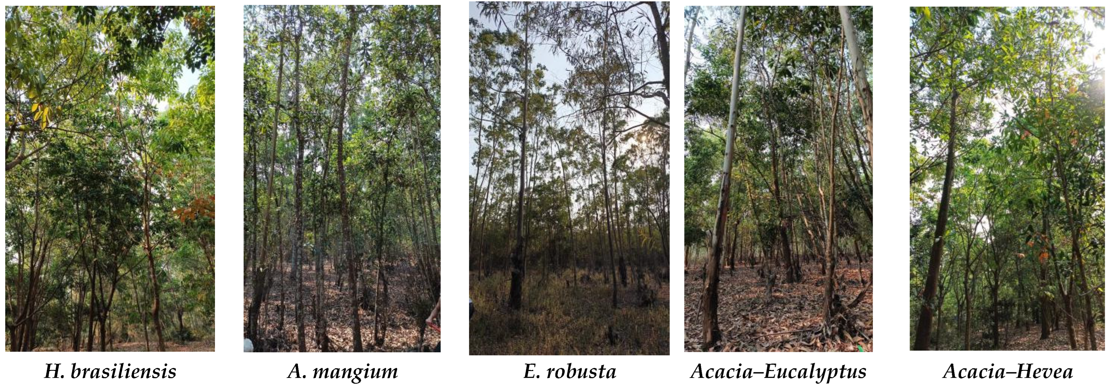 Plants 13 00694 g007b